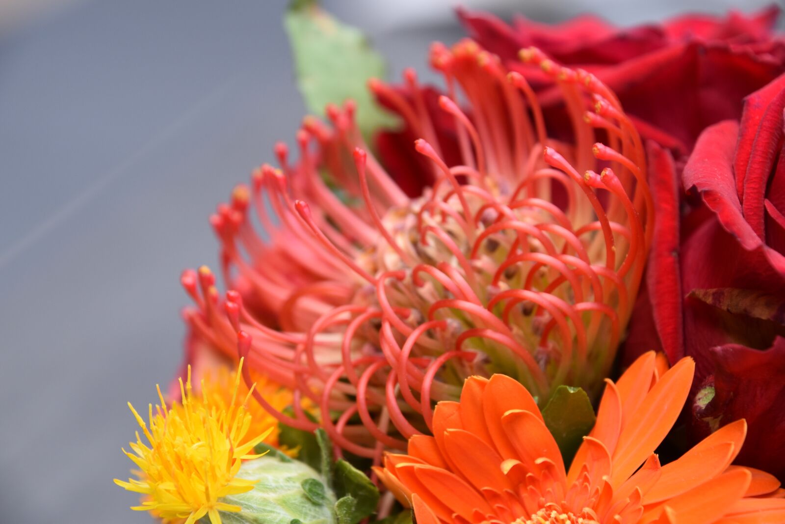 Nikon D5600 sample photo. Flowers, red, yellow photography