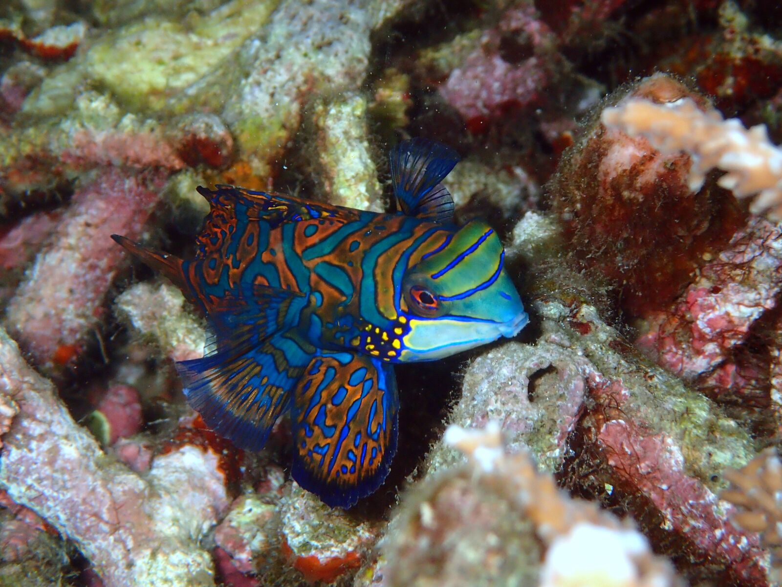 Olympus TG-4 sample photo. Mandarinfish, mandarin fish, reef photography