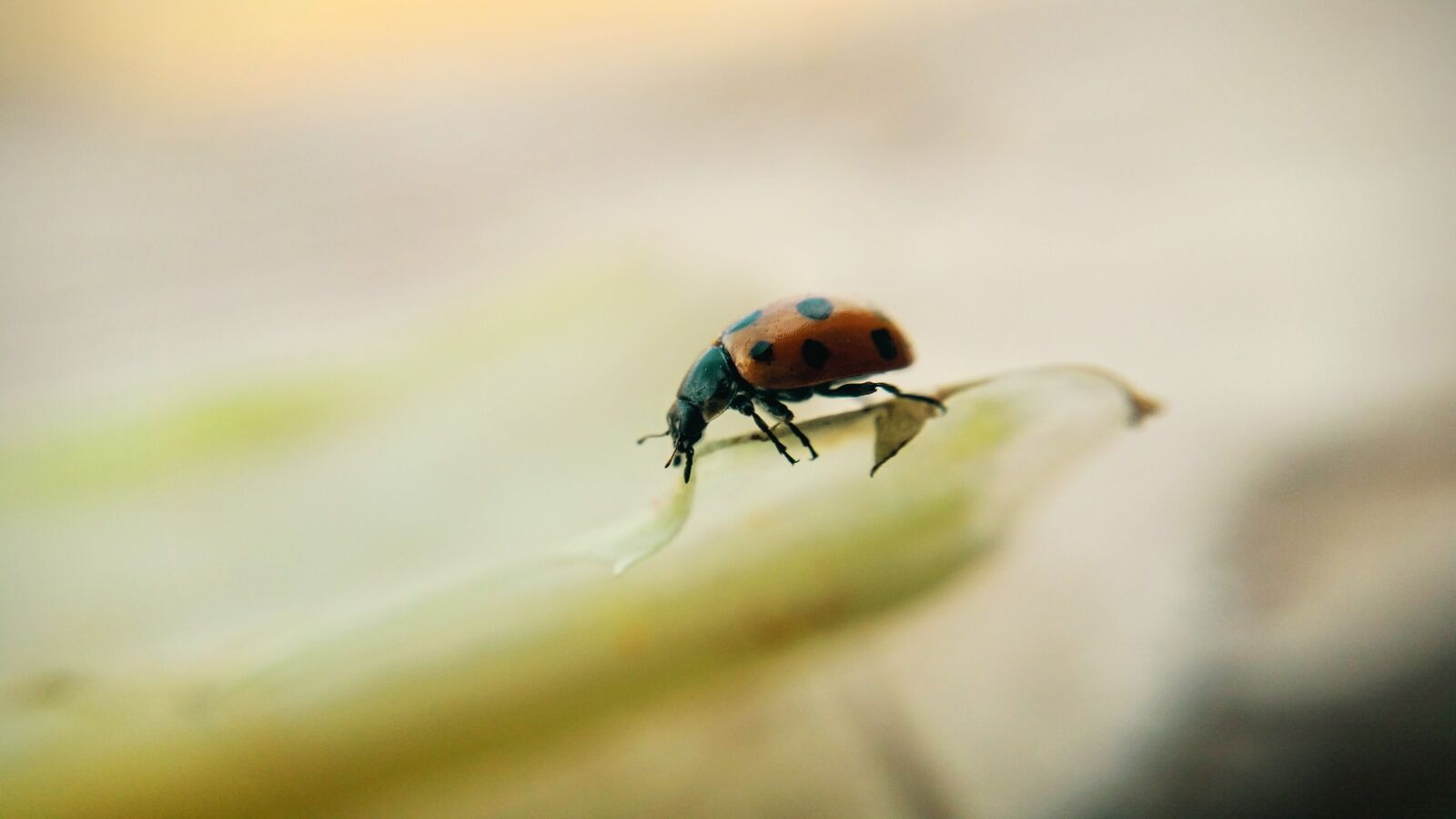 Samsung Galaxy S5 sample photo. Macro, insect, naturle photography