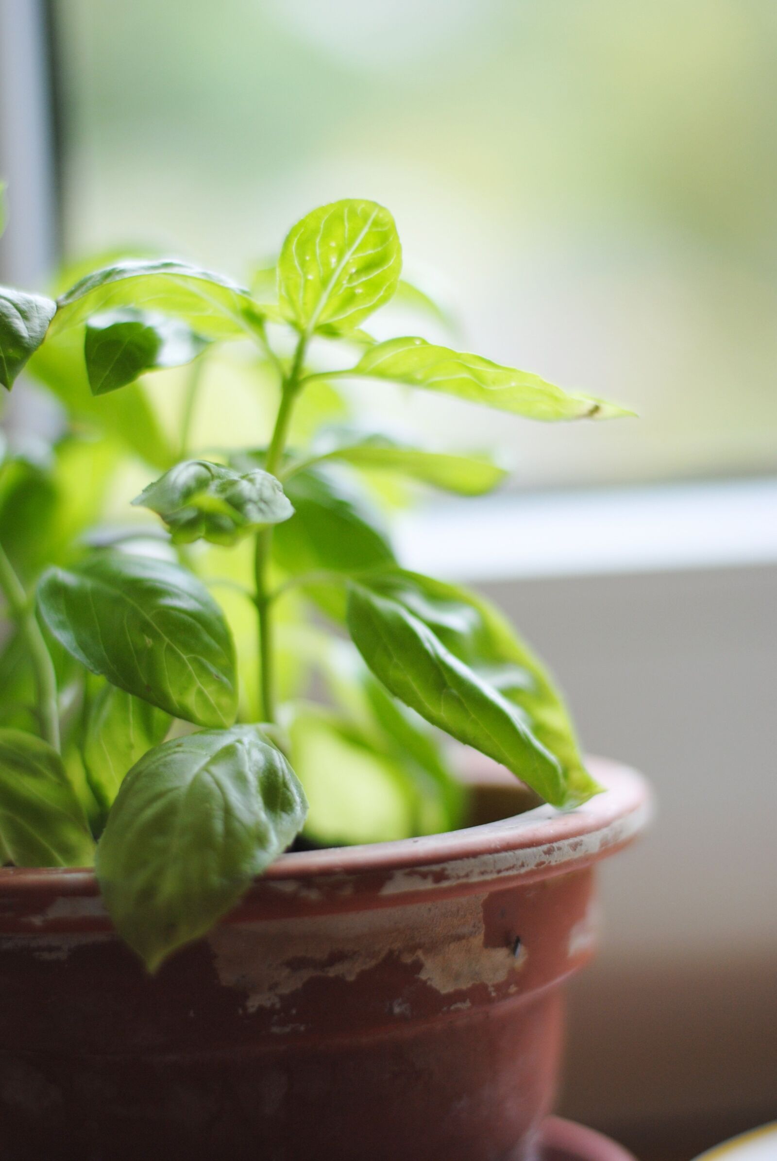 Nikon D3000 sample photo. Basil, healthy, nature photography