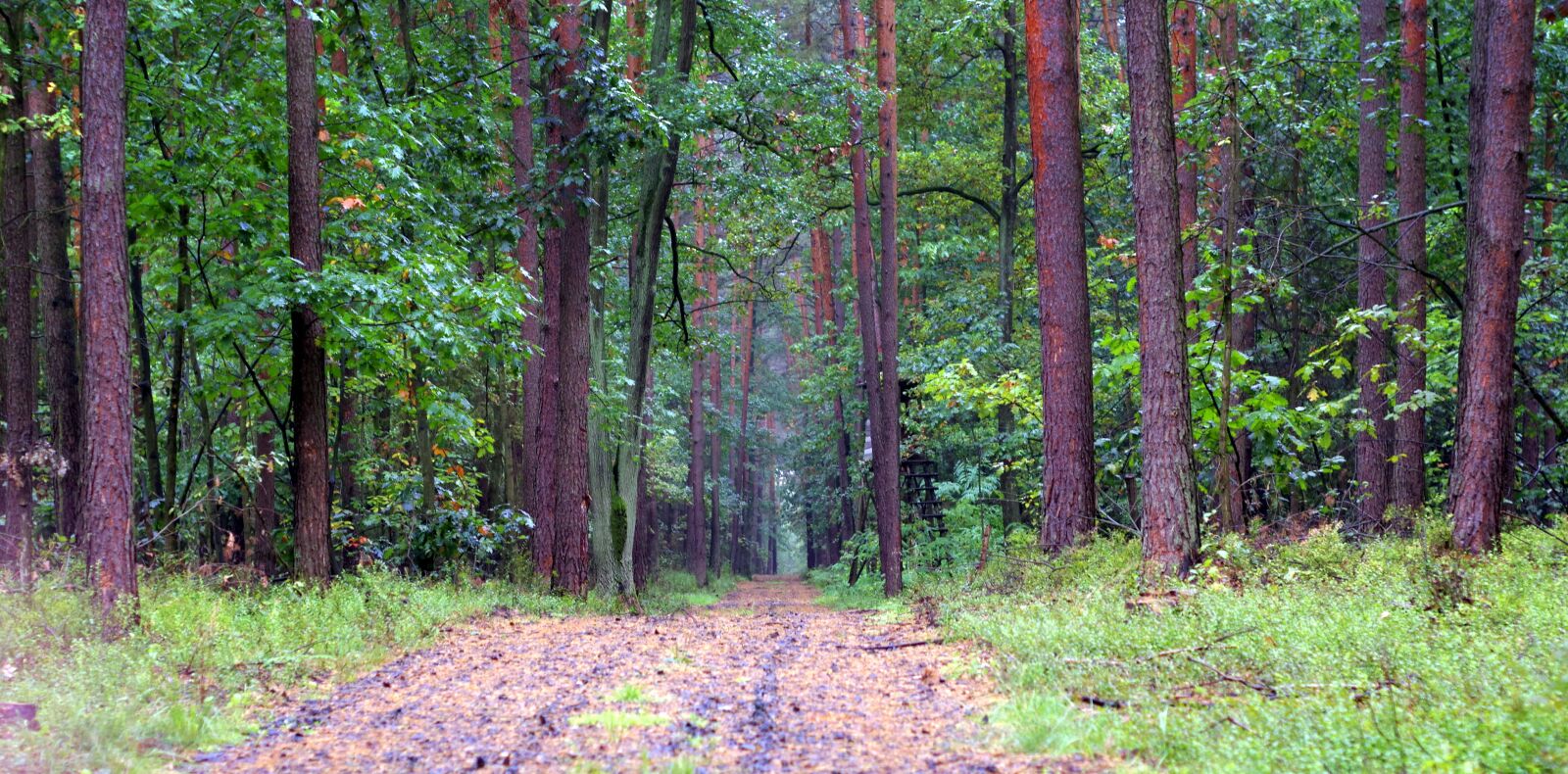 Pentax K-S2 sample photo. Forest, old, way photography