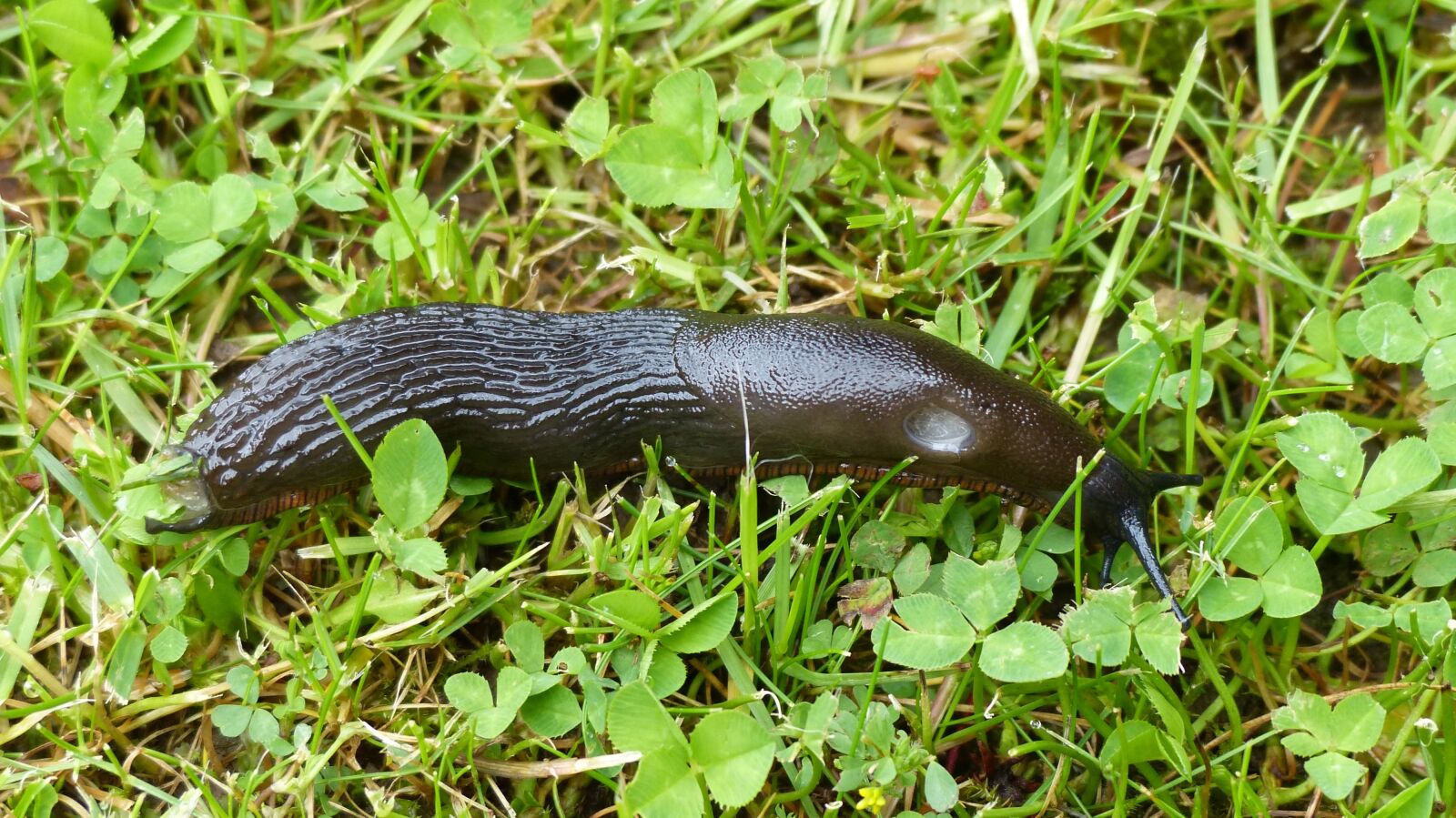 Panasonic Lumix DMC-FZ200 sample photo. Slug, garden, creature photography