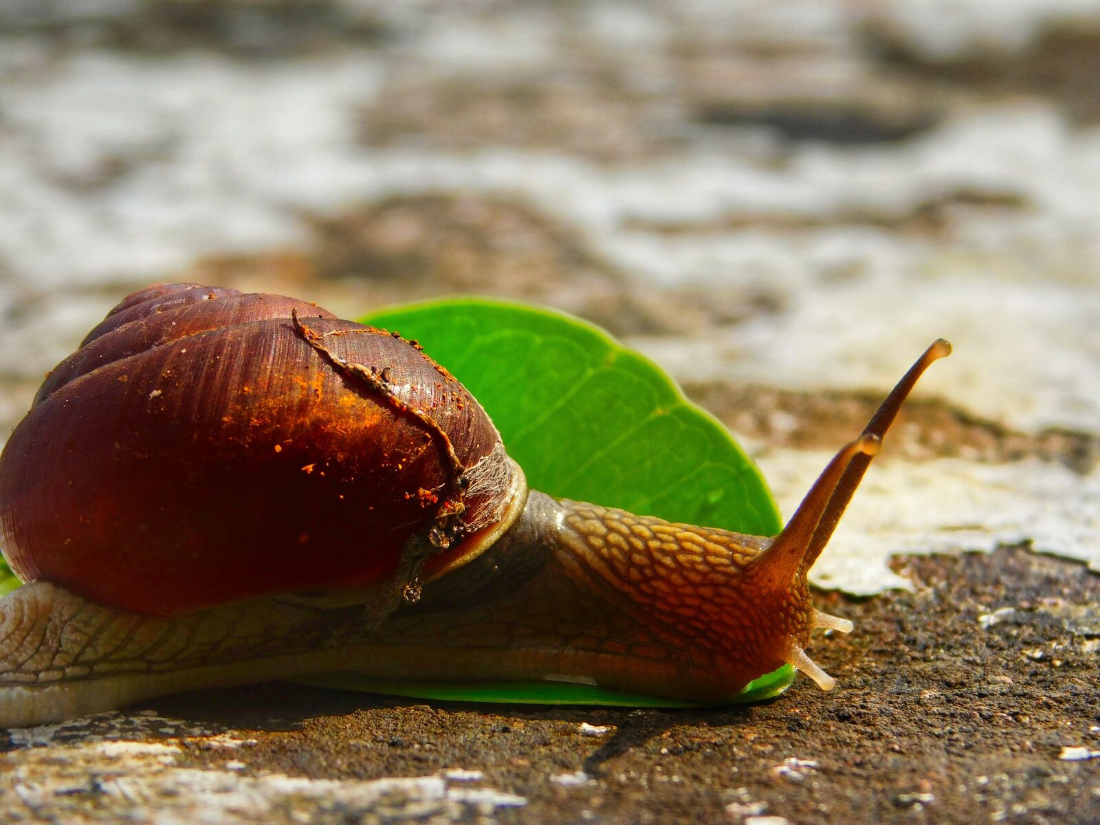 Nikon Coolpix L840 sample photo. Snail, leaf, stone photography
