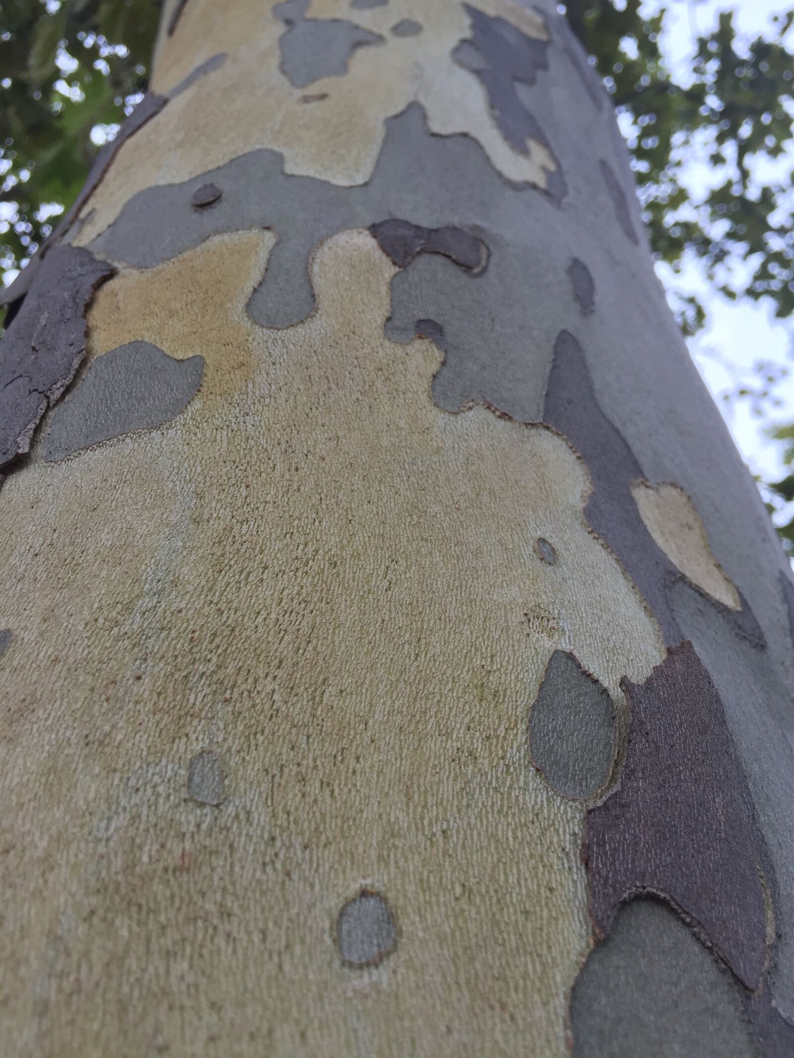 Apple iPhone 6 sample photo. Tree, outdoor, forest photography