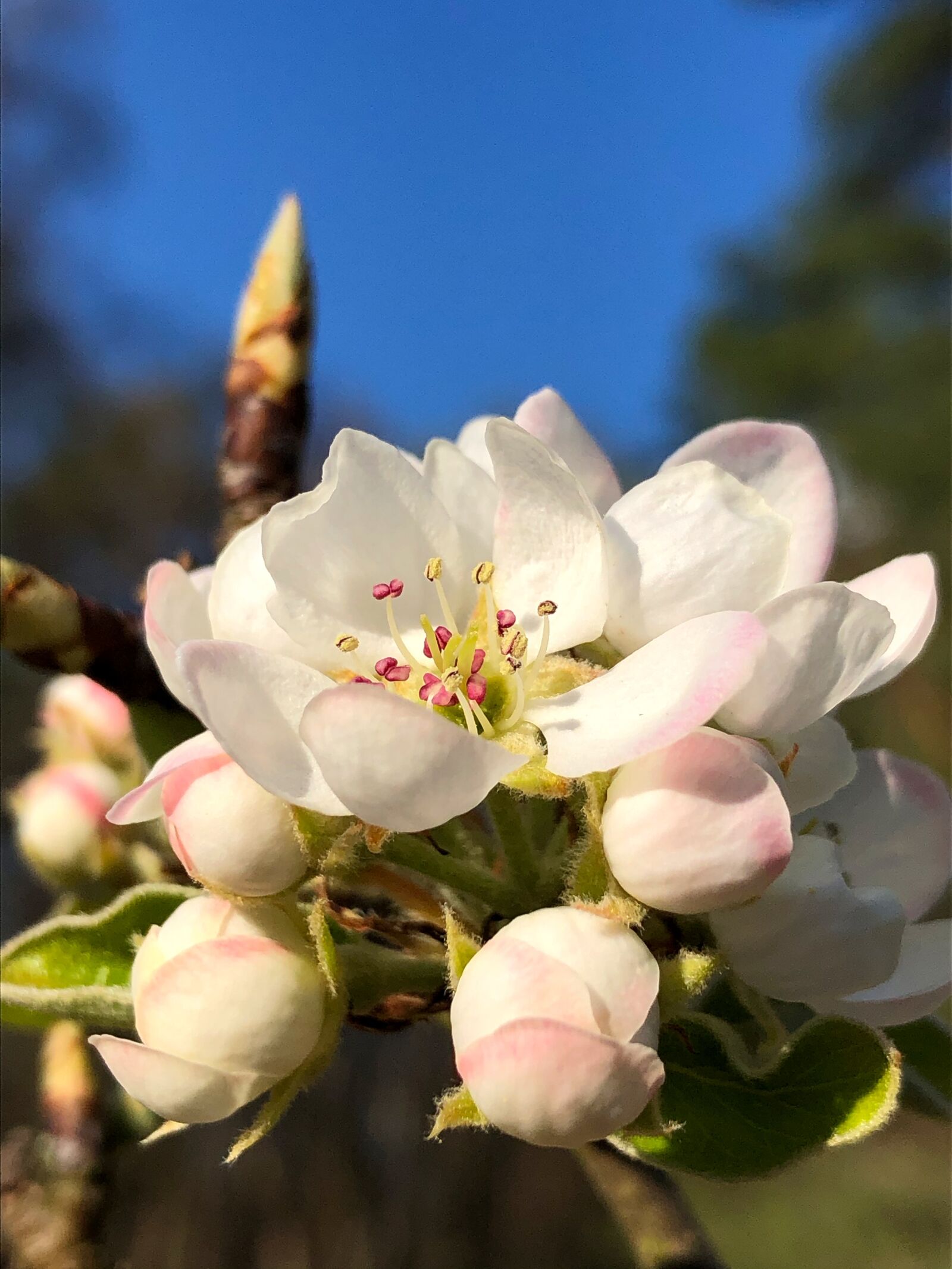 Apple iPhone 8 sample photo. Spring, blossom, bloom photography