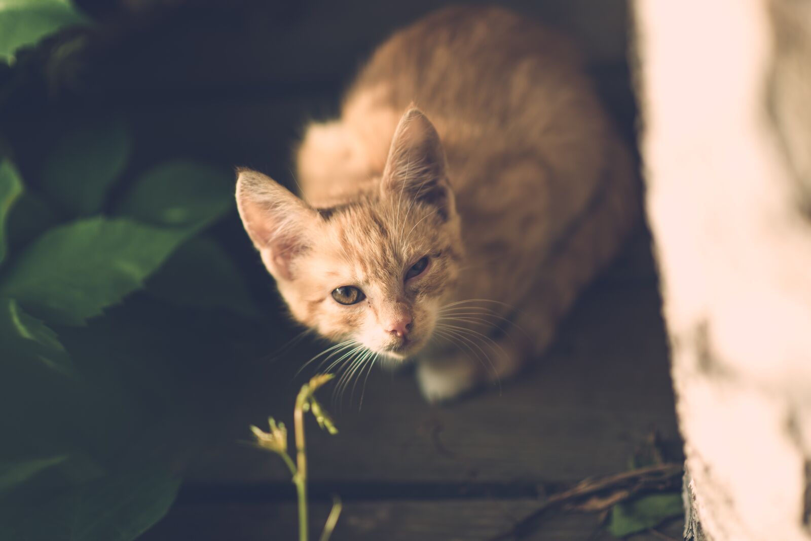 Nikon D600 sample photo. Cat, eye, injury photography