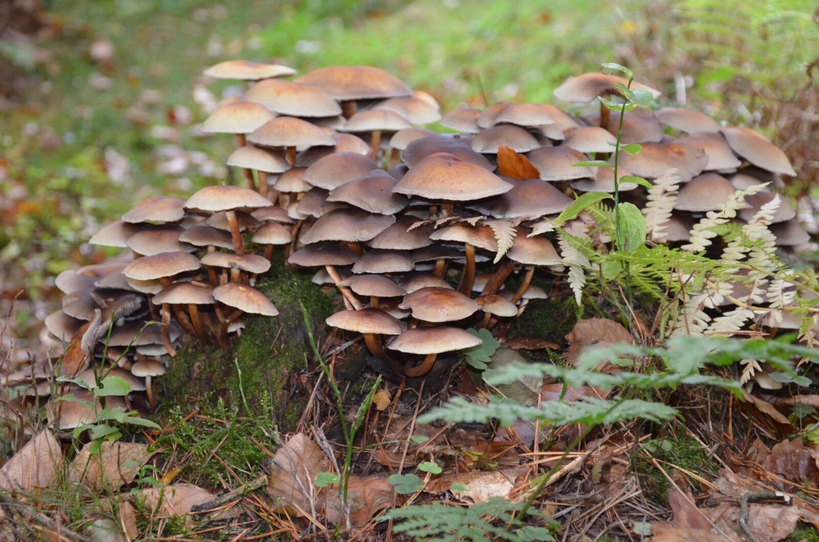 Nikon D5100 sample photo. Mushroom collection, forest, brown photography