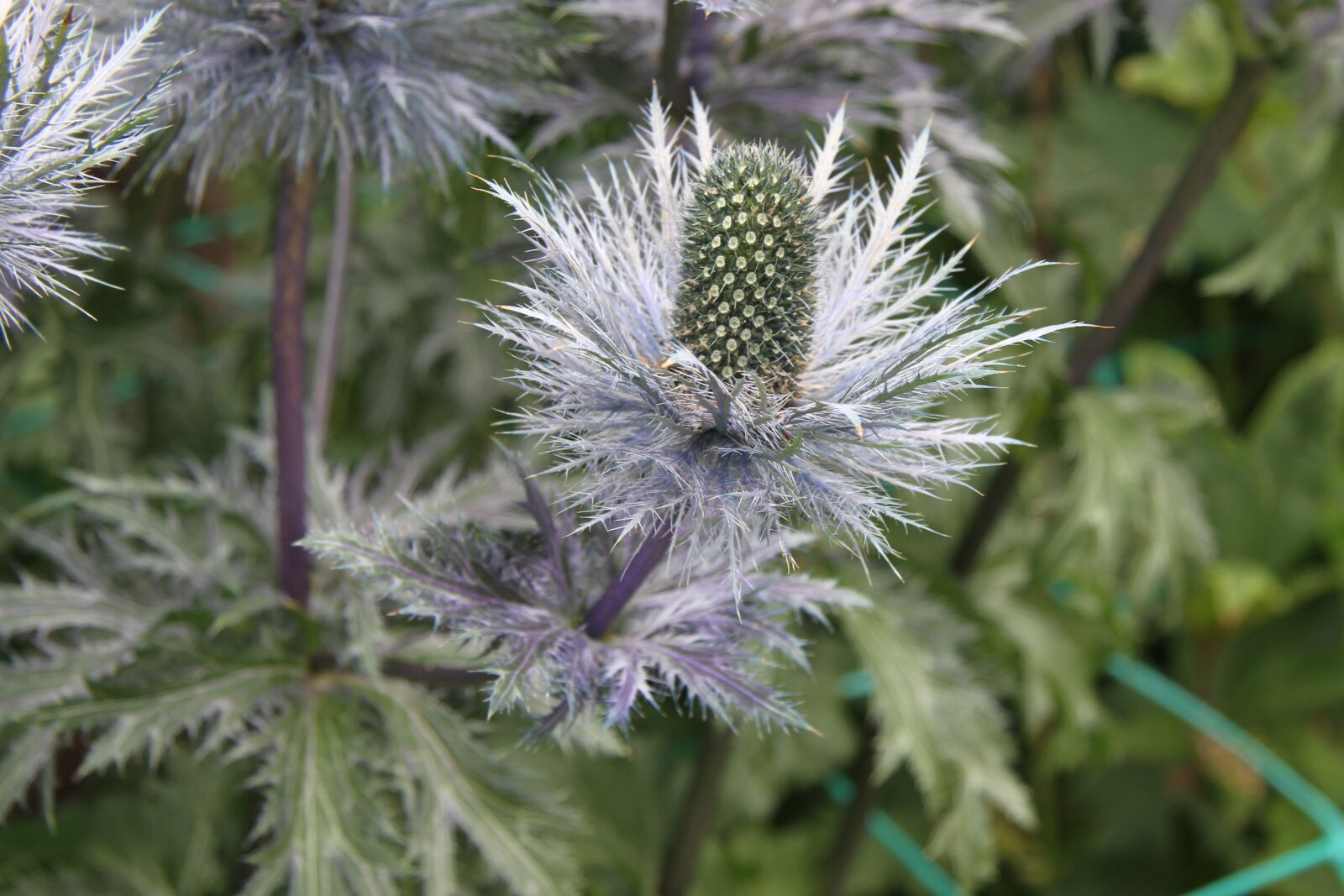 Canon EOS 7D + Canon EF-S 17-85mm F4-5.6 IS USM sample photo. Ivory thistle, thistle, eryngium photography