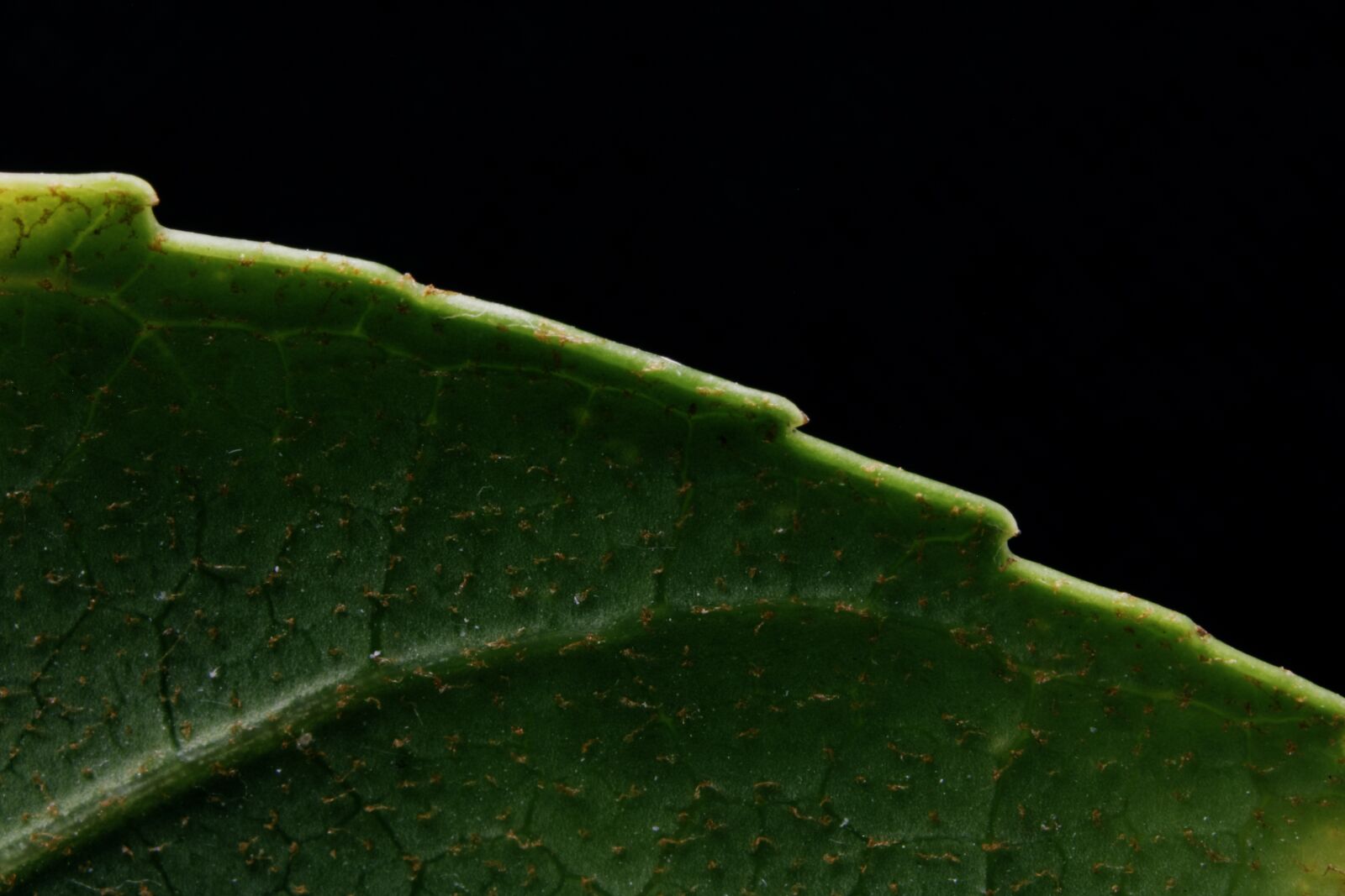 Canon EOS 750D (EOS Rebel T6i / EOS Kiss X8i) sample photo. Flower, petal, stem photography