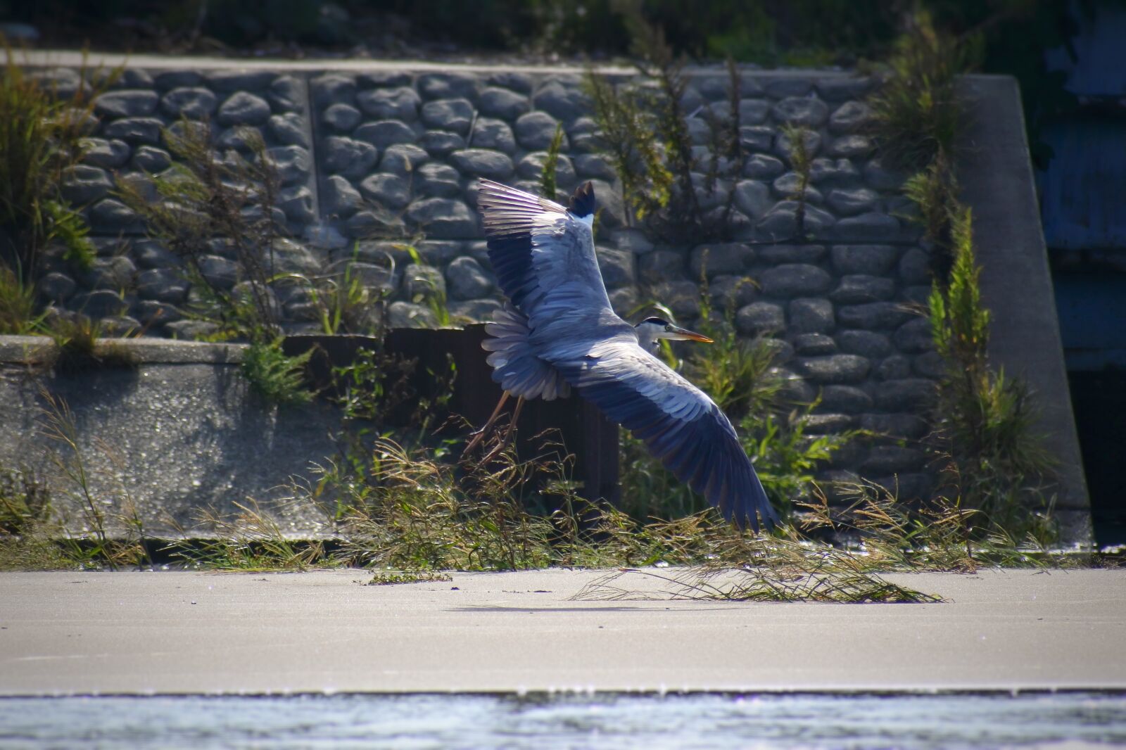 VR 70-300mm f/4.5-6.3G sample photo. Animal, river, waterside photography
