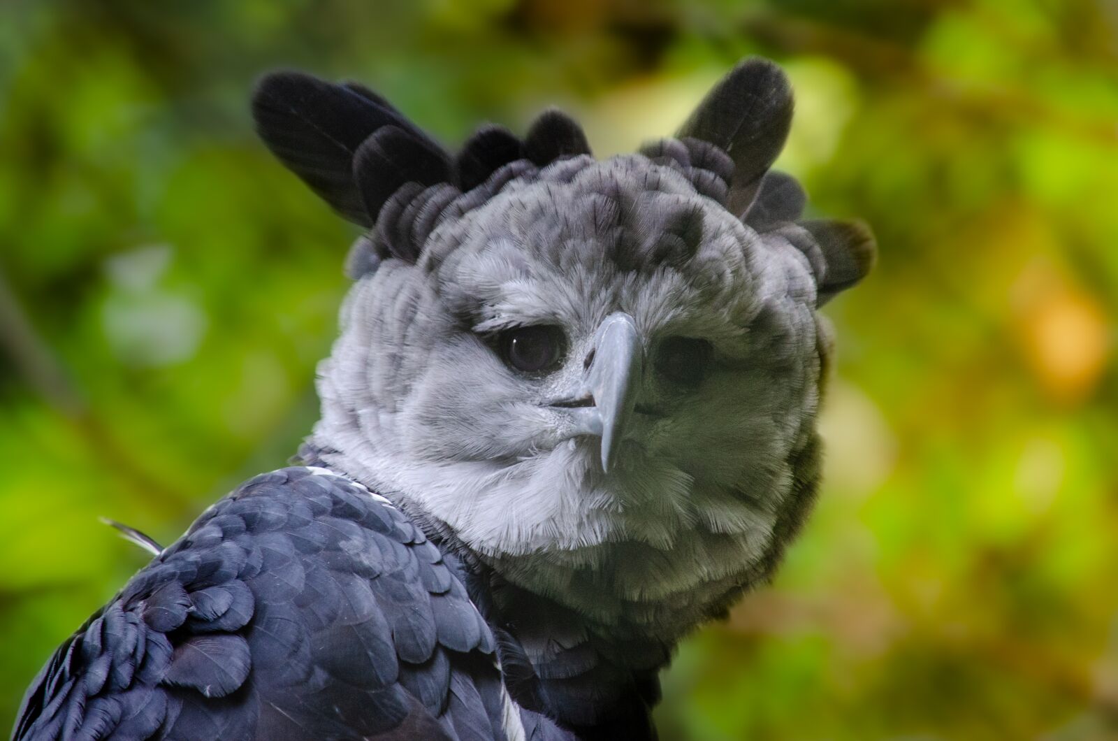 Nikon D5100 sample photo. Harpy, bird of prey photography