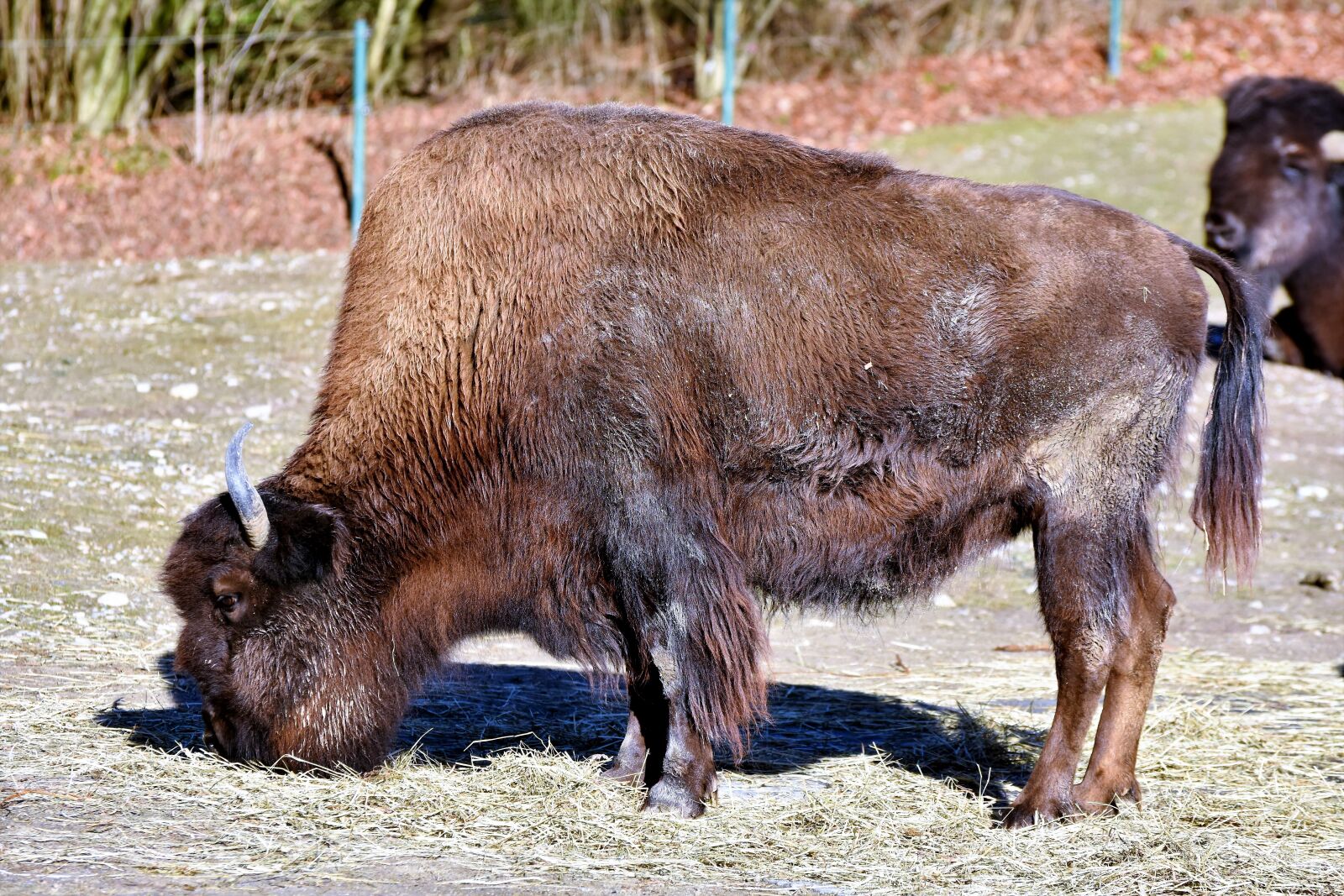 Nikon D7200 sample photo. Bison, bison head, bison photography