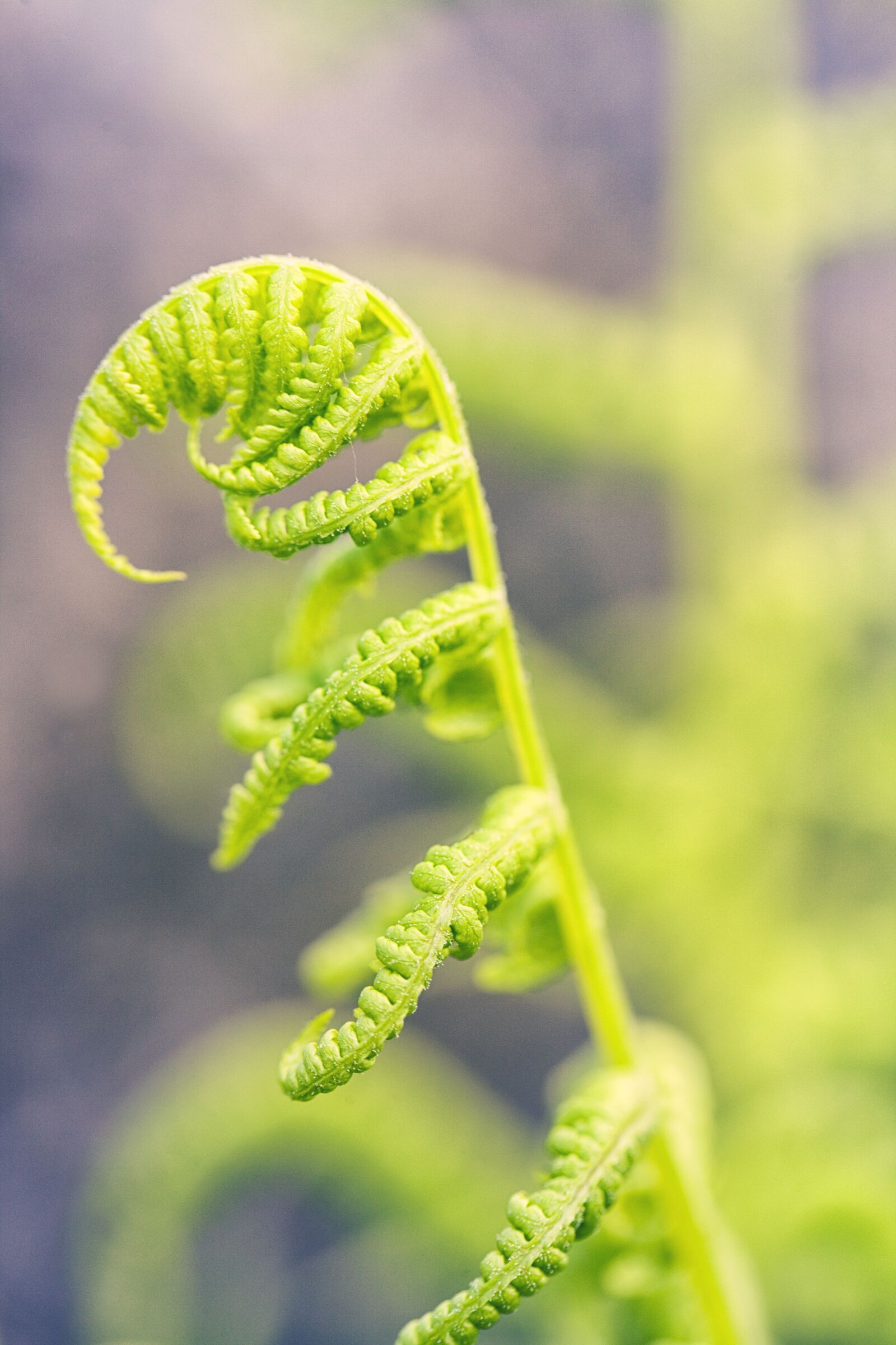 Canon EOS 5D Mark II sample photo. Macro, fern, green photography