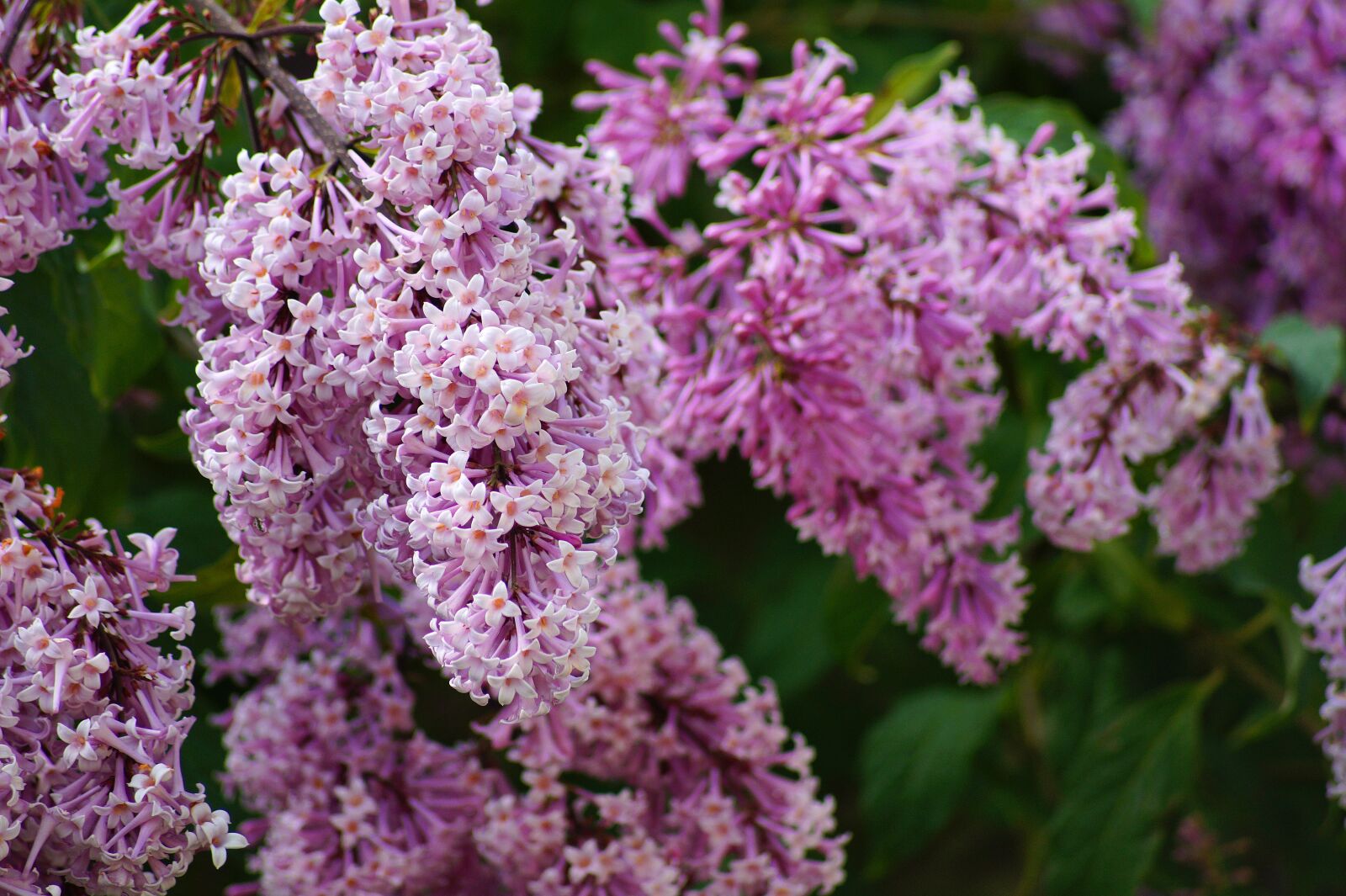 Sony SLT-A58 sample photo. Flower, nature, spring flowers photography