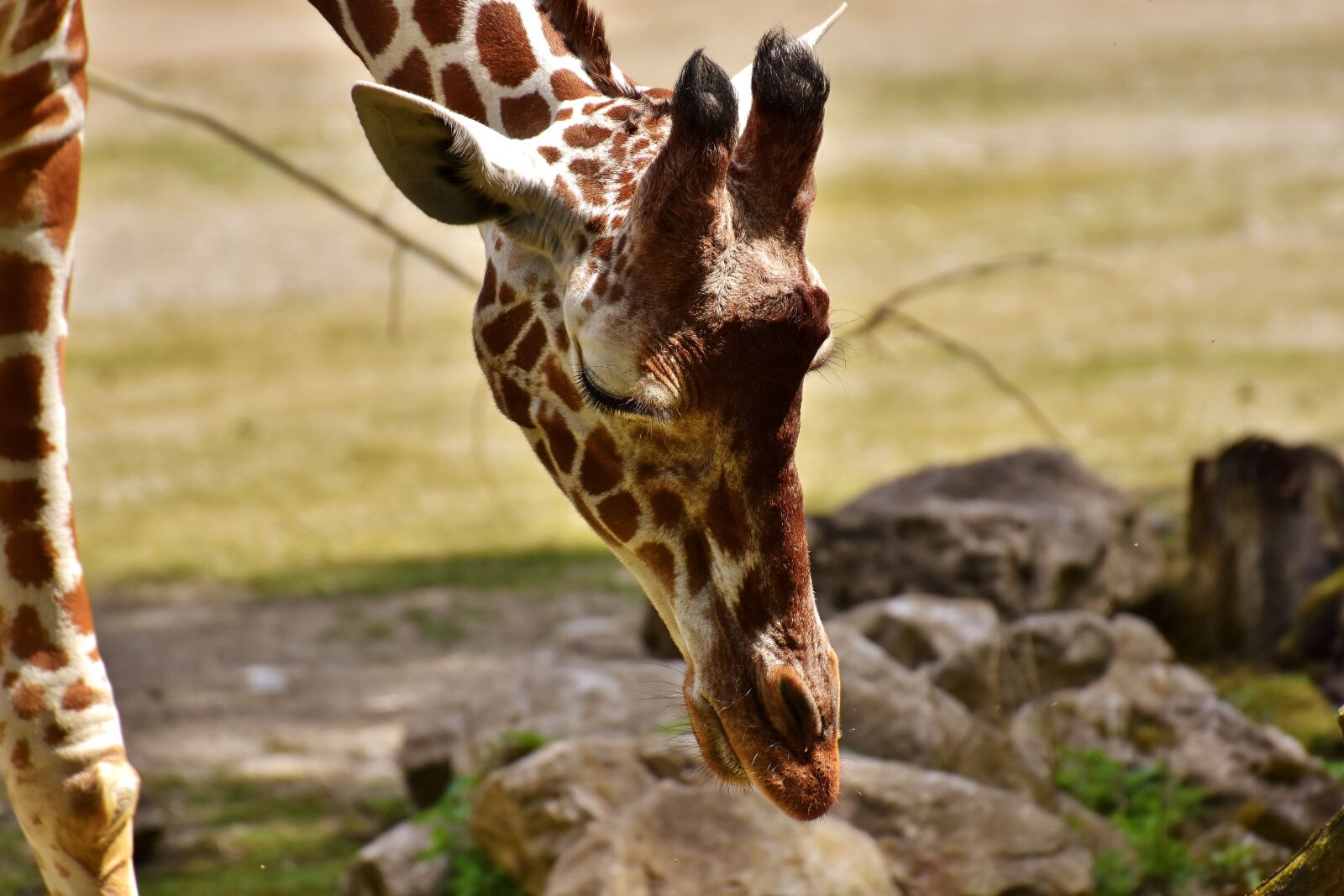 Nikon D7200 sample photo. Giraffe, zoo, animal photography