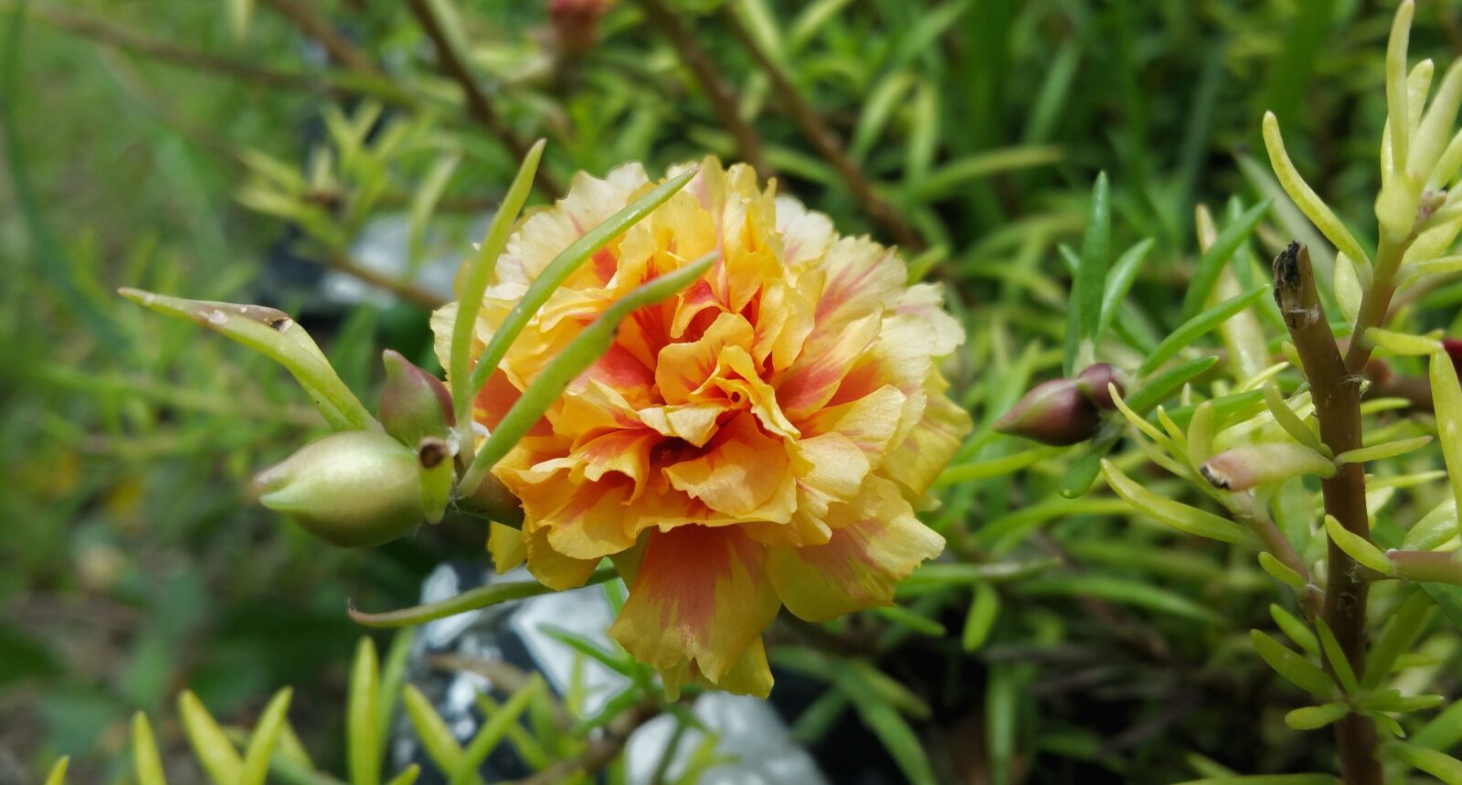 Samsung Galaxy Note4 sample photo. Yellow, orange, red photography