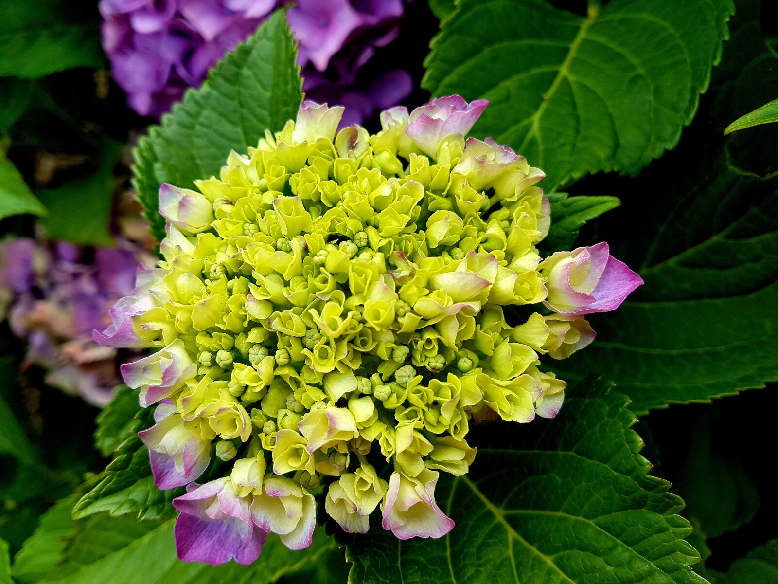Samsung Galaxy S7 Edge sample photo. Flower, floral, plant photography