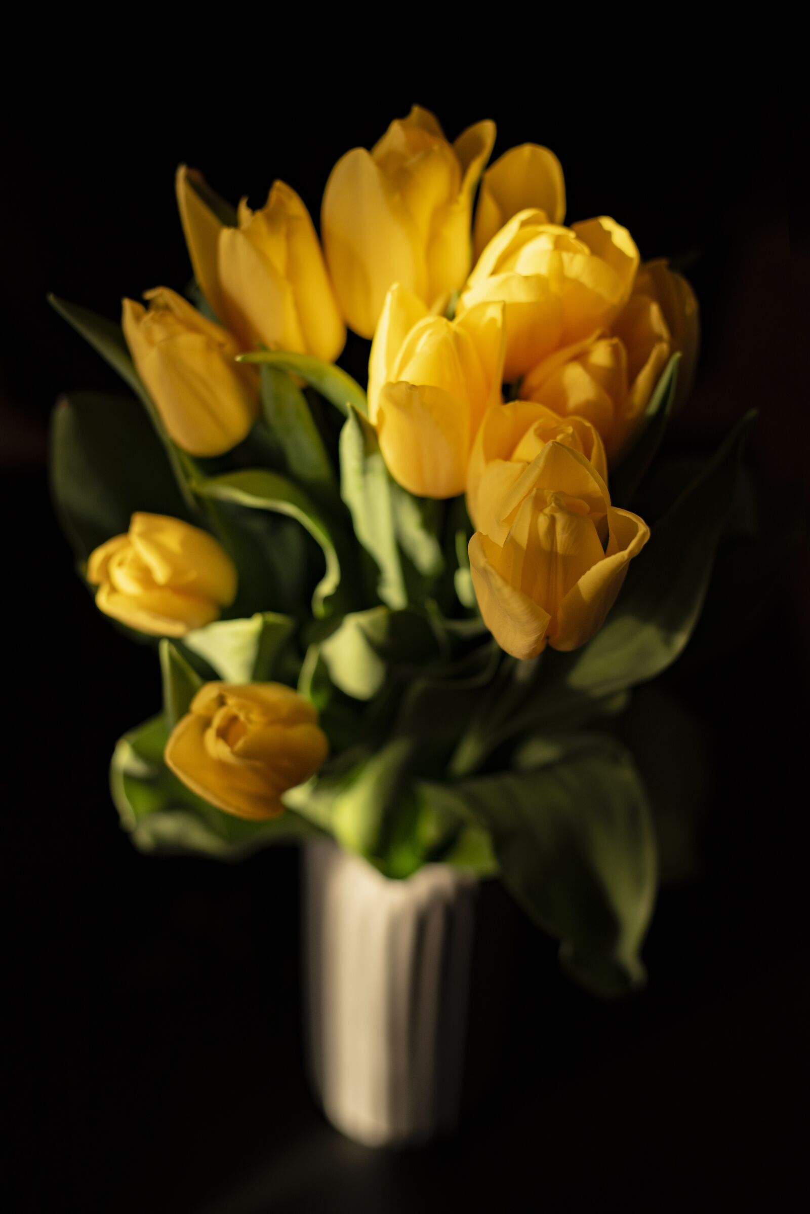 Nikon D750 sample photo. Tulips, yellow tulips, yellow photography