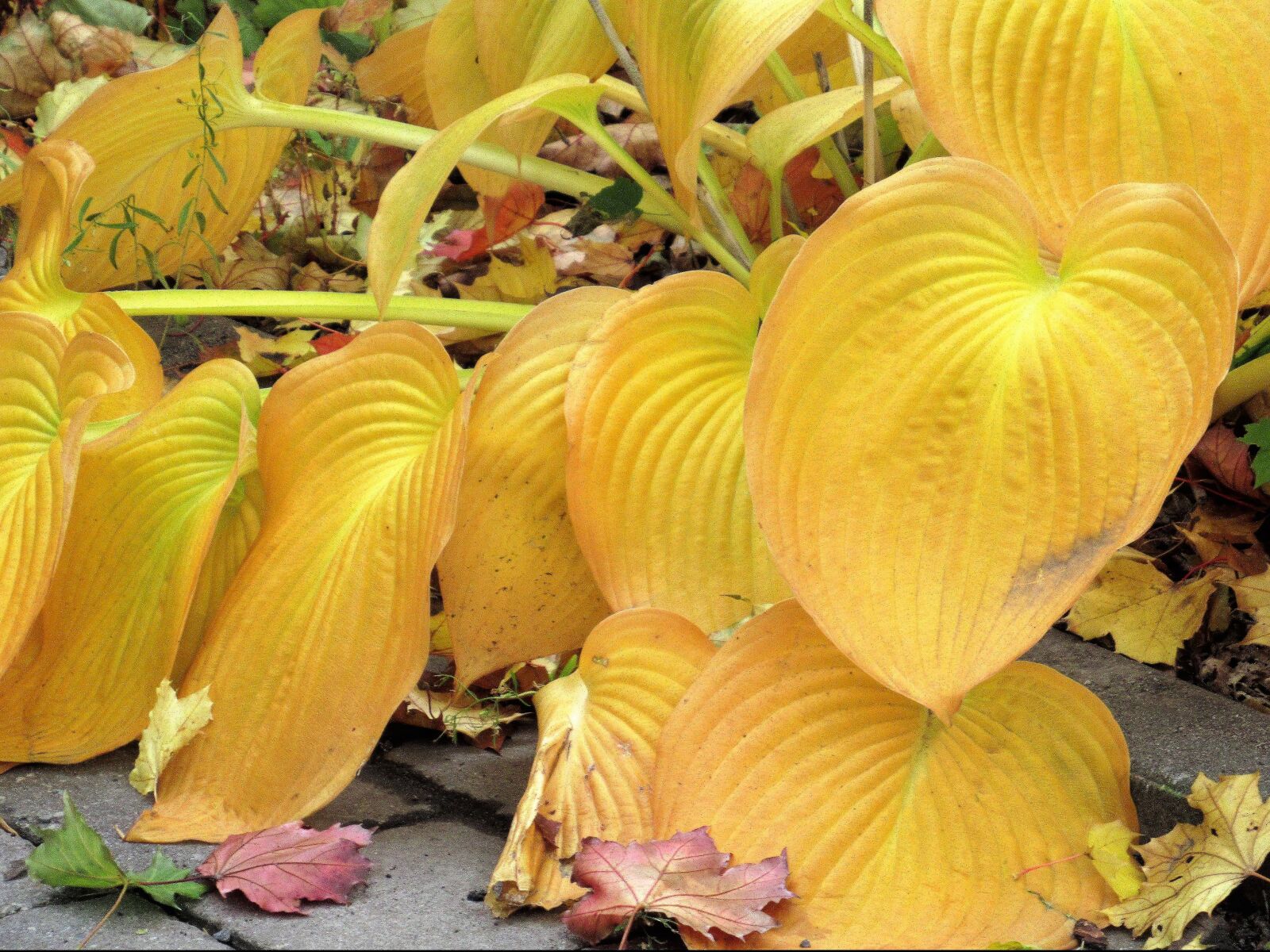 Canon PowerShot SX620 HS sample photo. Leaves, yellow, nature photography