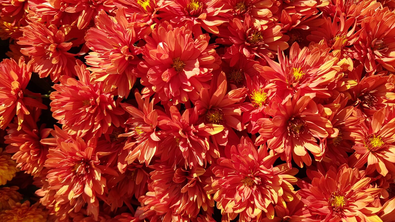 Samsung Galaxy S8+ sample photo. Chrysanthemum, autumn, yong photography
