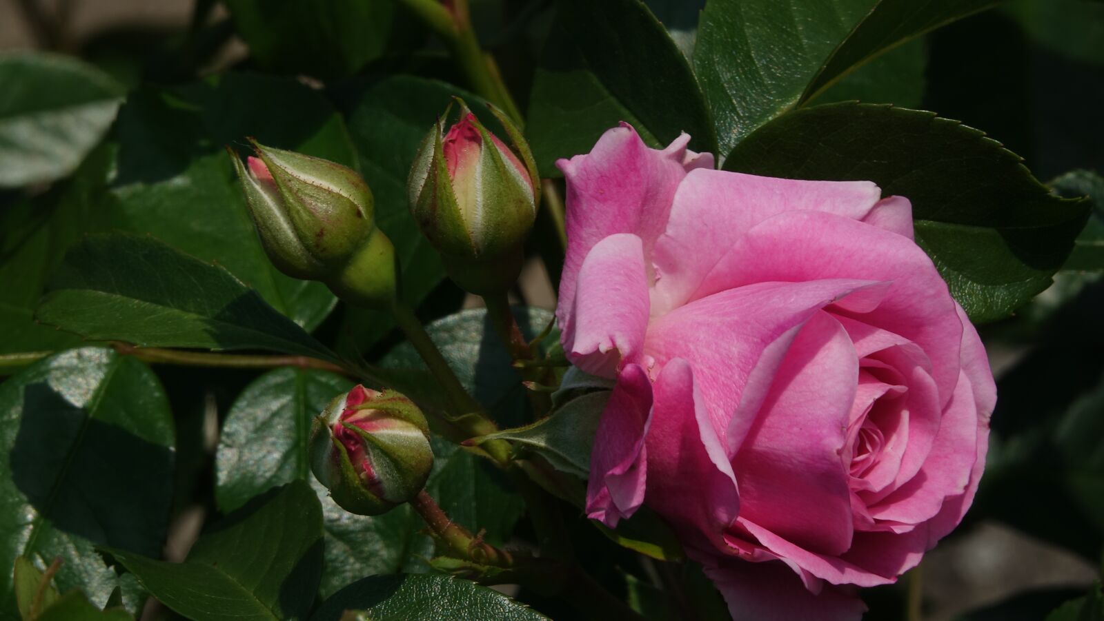 Sony Cyber-shot DSC-RX10 III sample photo. Pink, romantic garden, nature photography