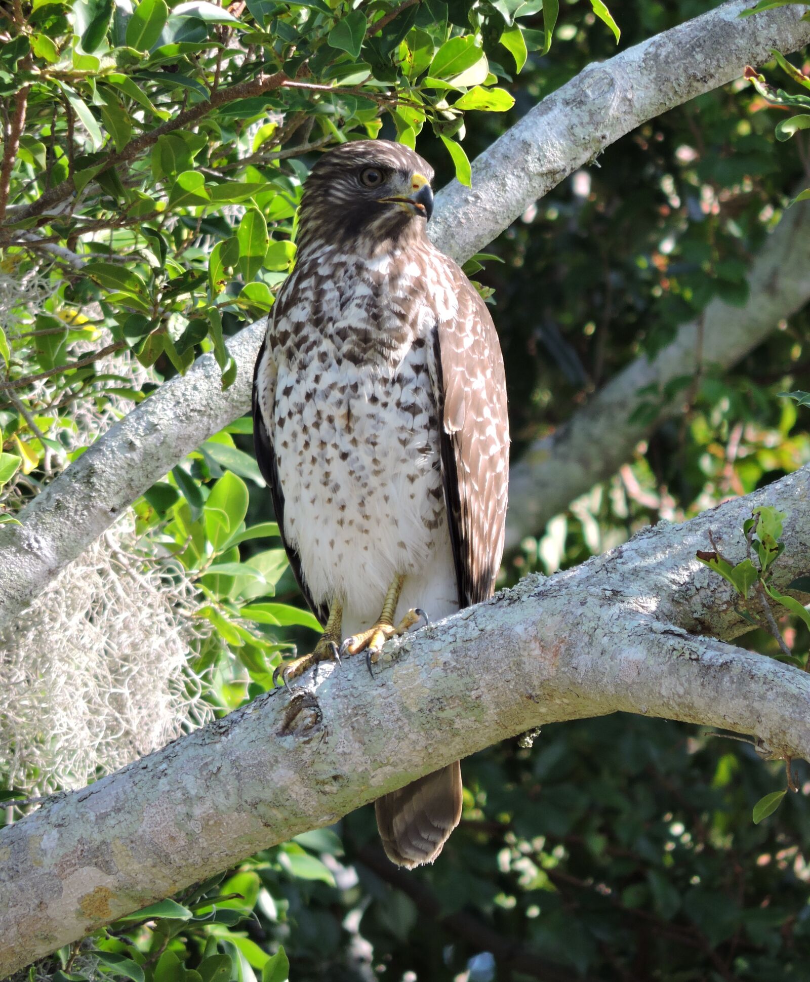 Nikon Coolpix P530 sample photo. Hawk, hawks, raptor photography