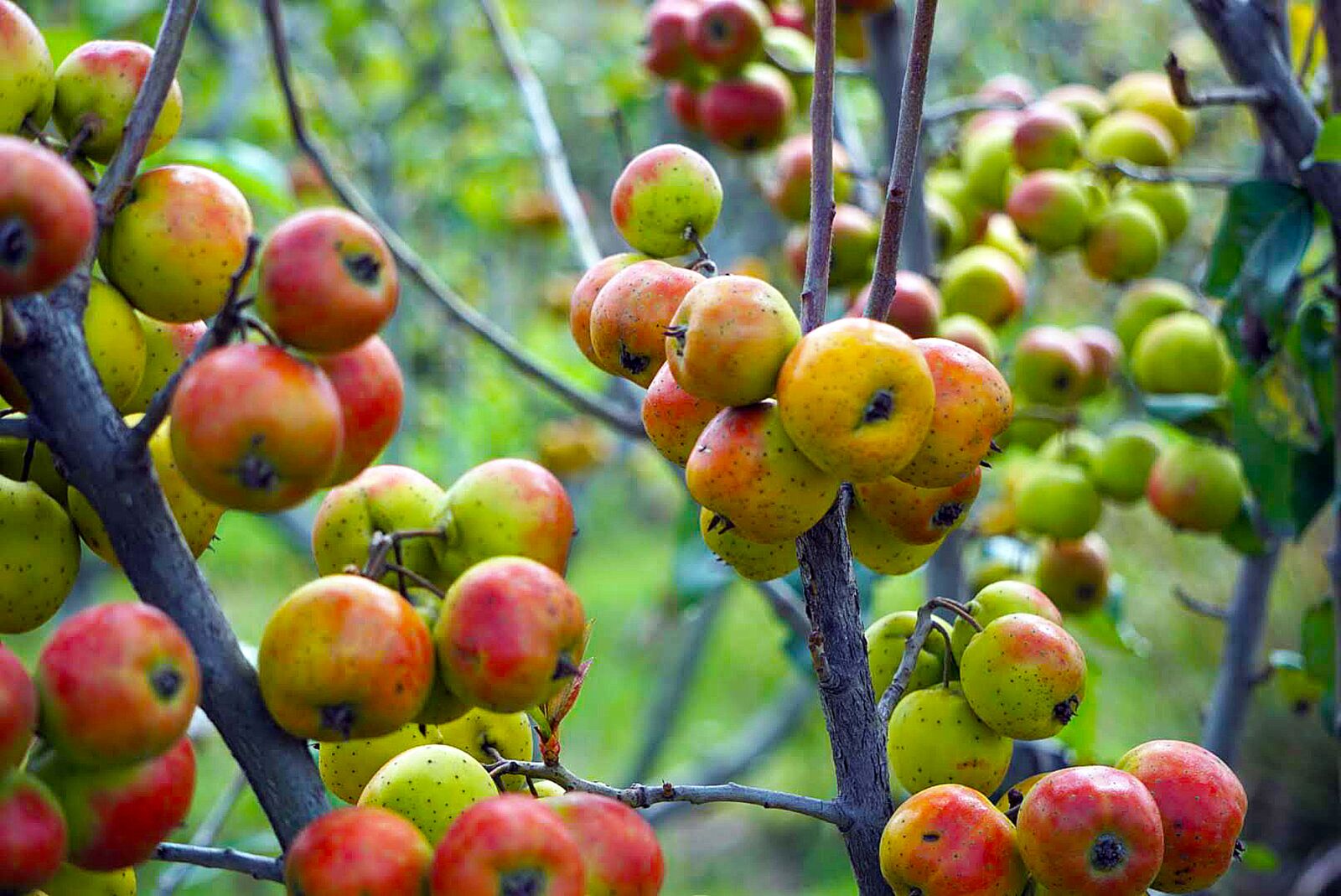 Sony E 55-210mm F4.5-6.3 OSS sample photo. Fruit, organic, healthy photography