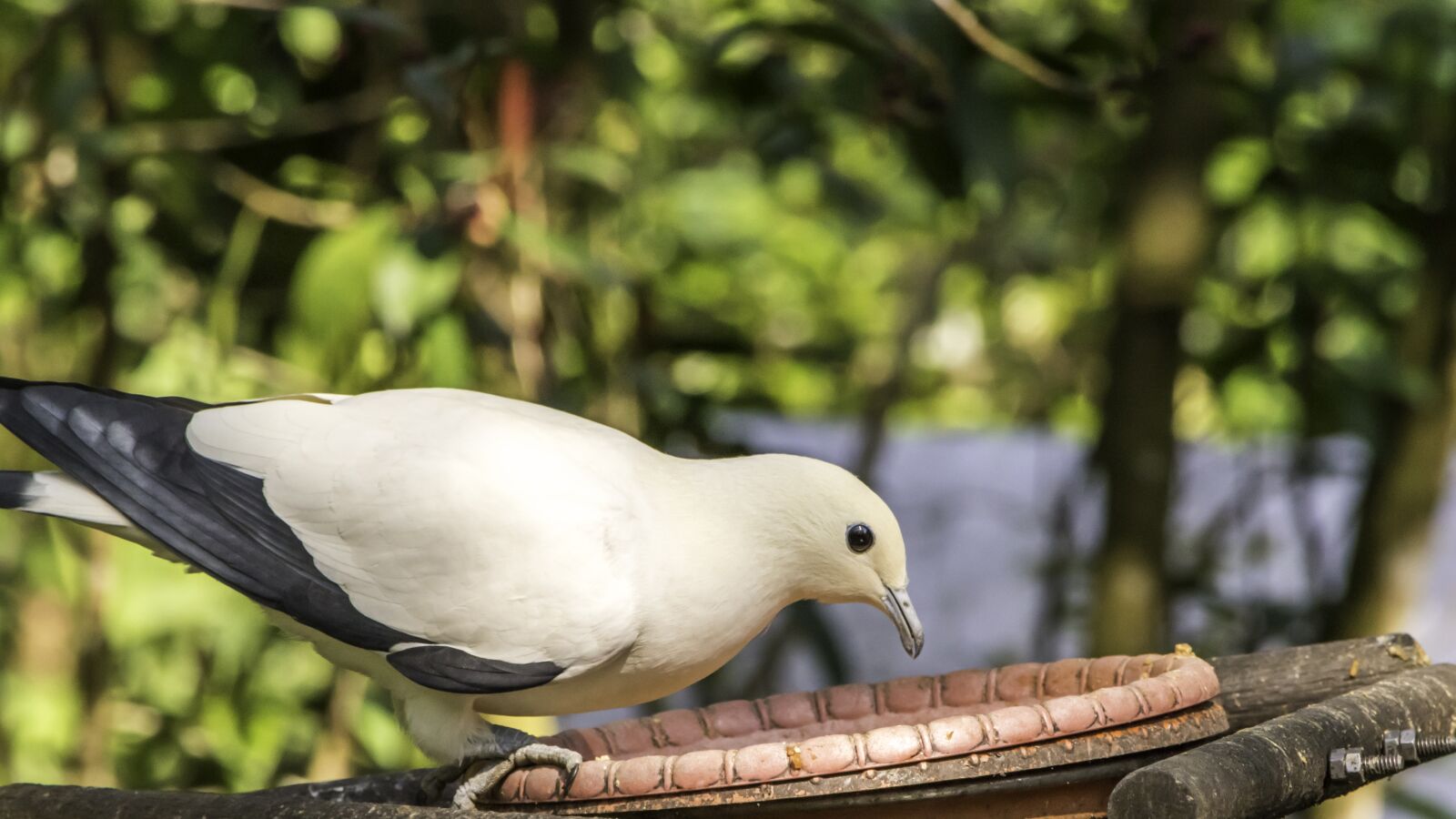Nikon D5500 sample photo. Bird, nature, wildlife photography