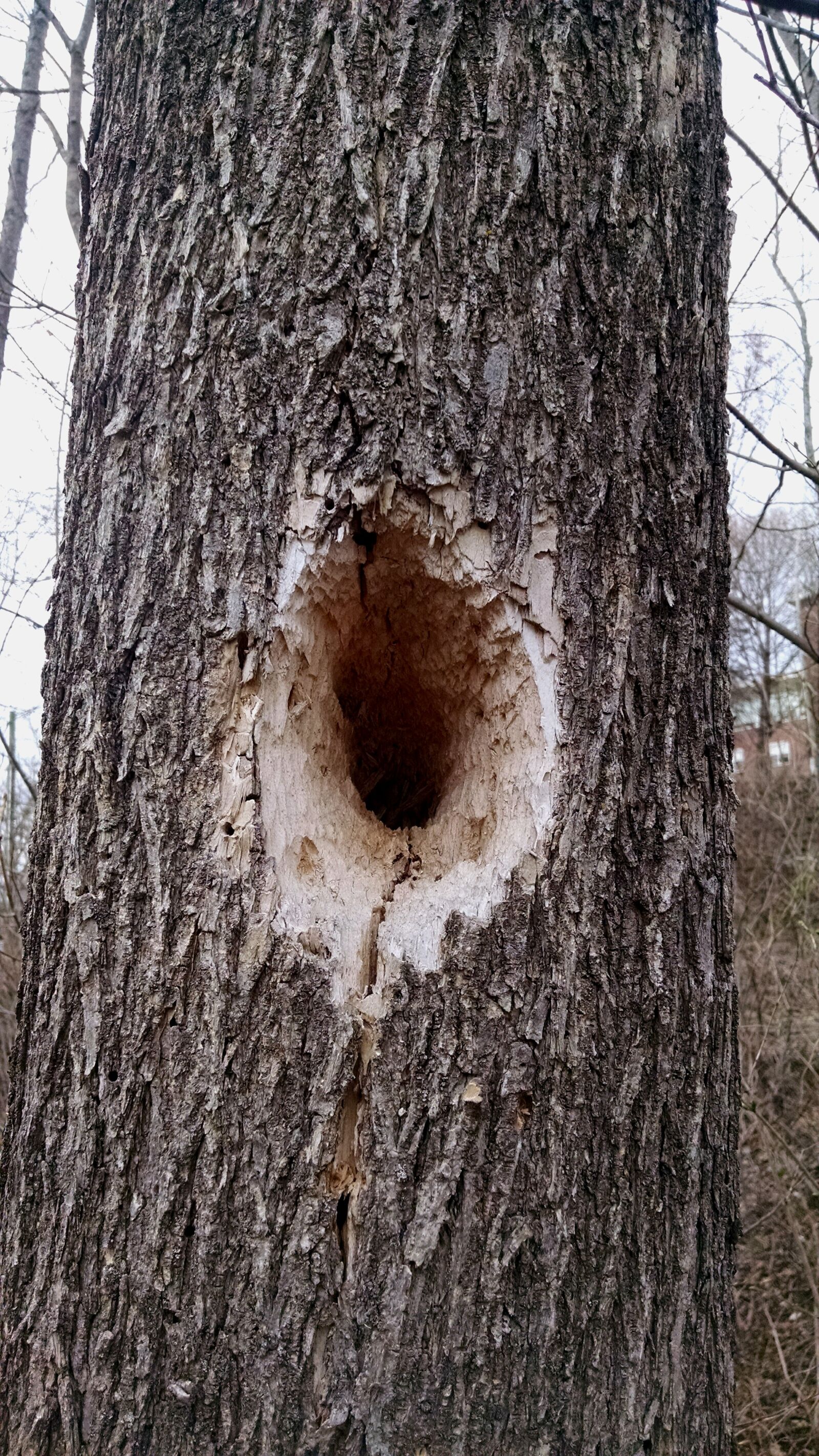 Motorola Moto X (1st Gen) sample photo. Hole, nature, tree photography