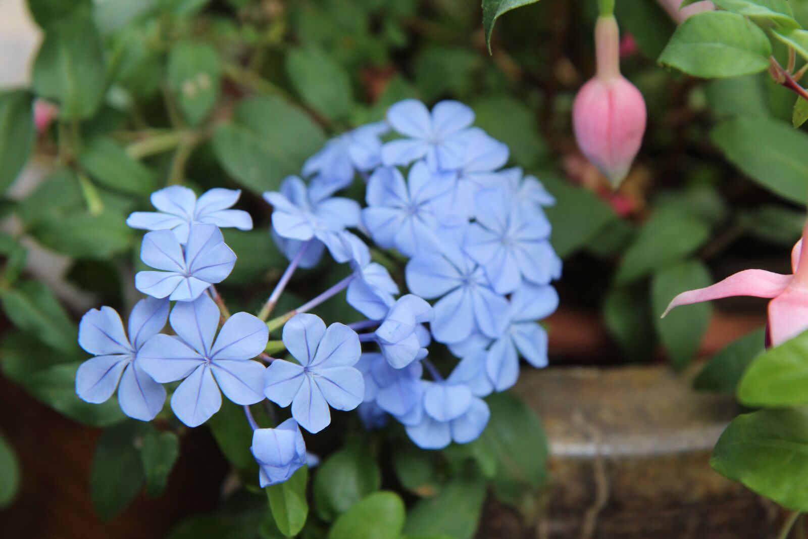Canon EOS 600D (Rebel EOS T3i / EOS Kiss X5) sample photo. Flowering, blue flowers, fulfillment photography