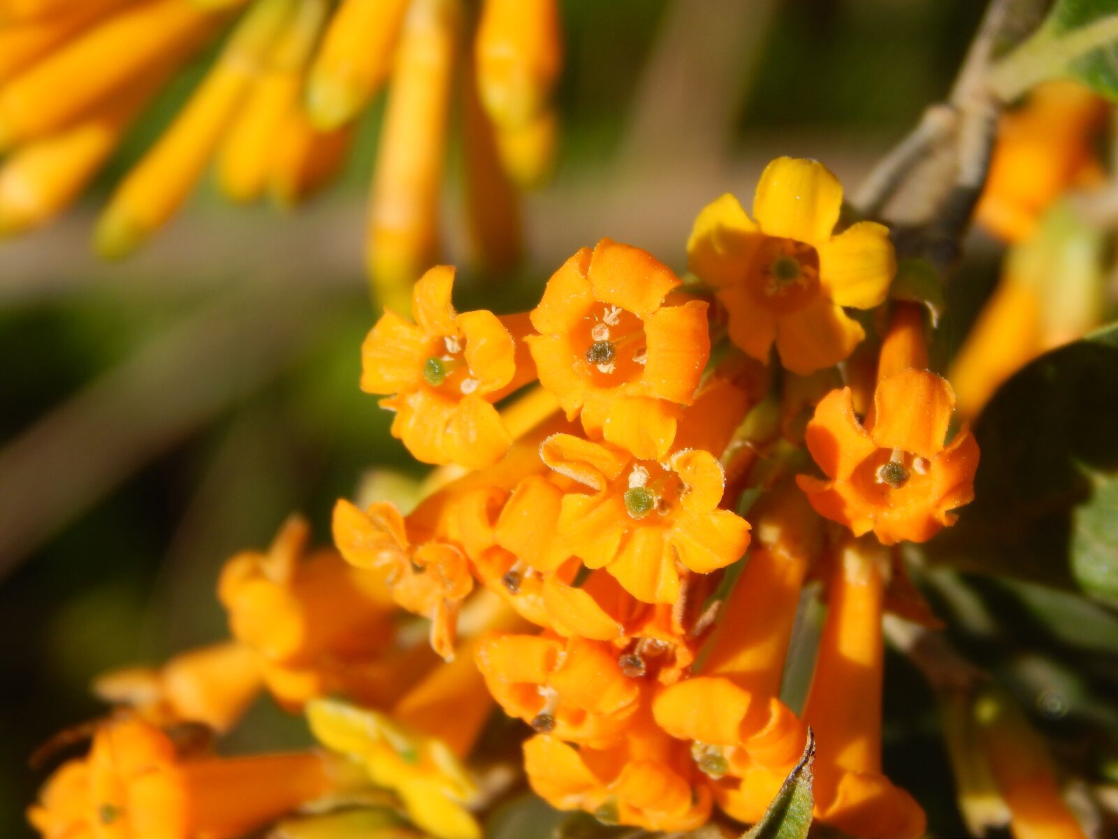 Nikon Coolpix L820 sample photo. Flowers, oranges, macro photography