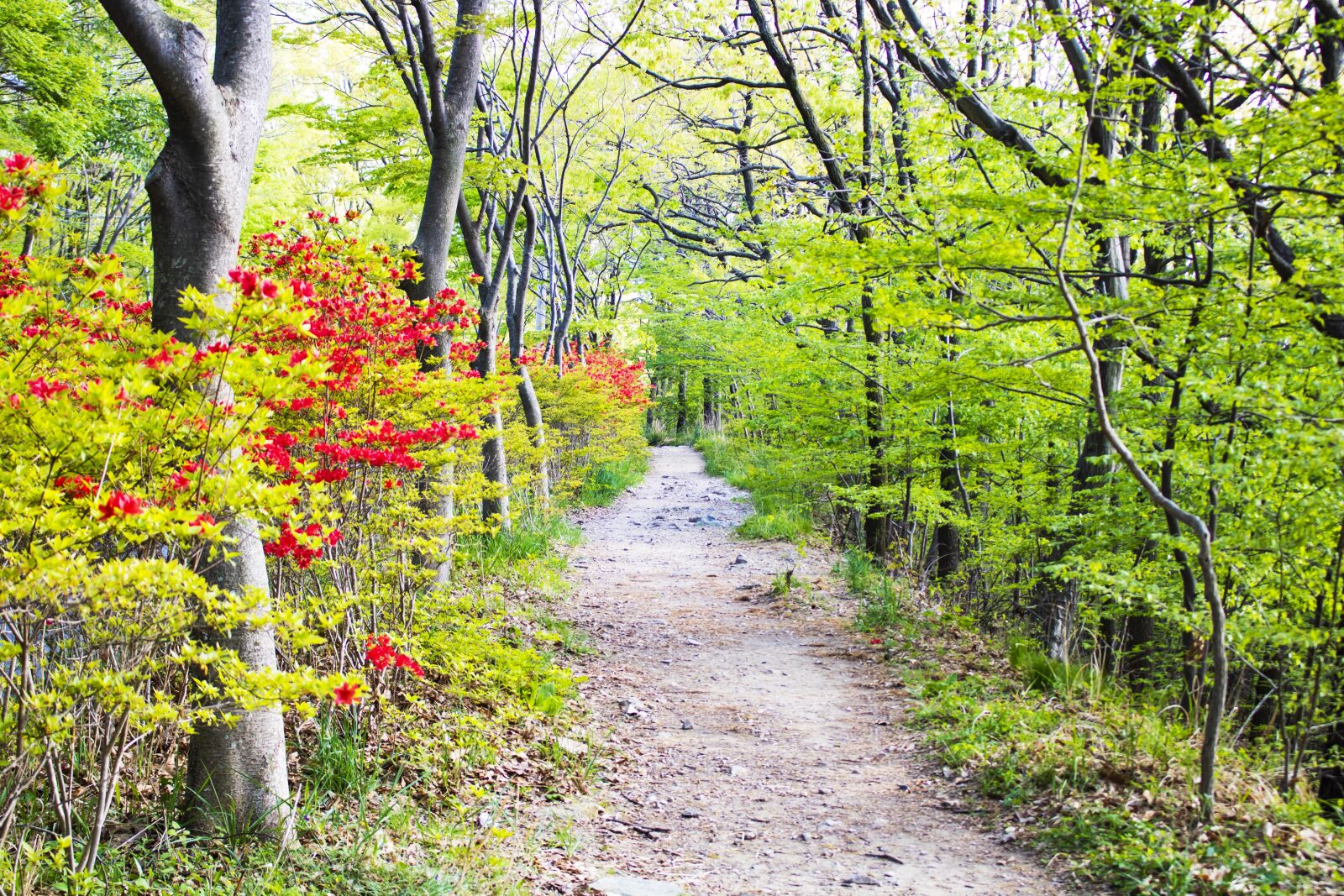 Canon EOS 750D (EOS Rebel T6i / EOS Kiss X8i) sample photo. Road, walk, mountain photography