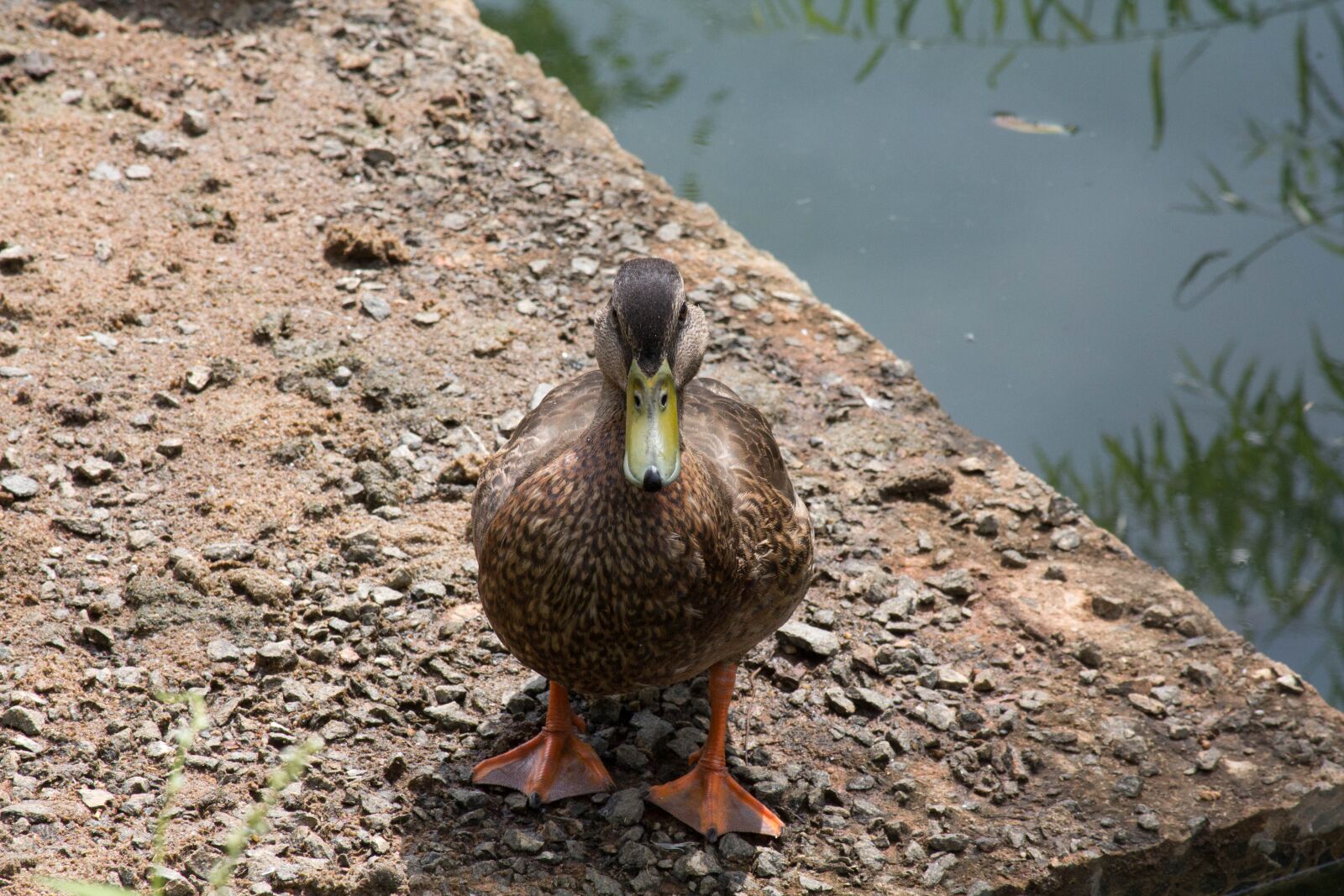 Canon EF 28-135mm F3.5-5.6 IS USM sample photo. Duck, bird, animal photography