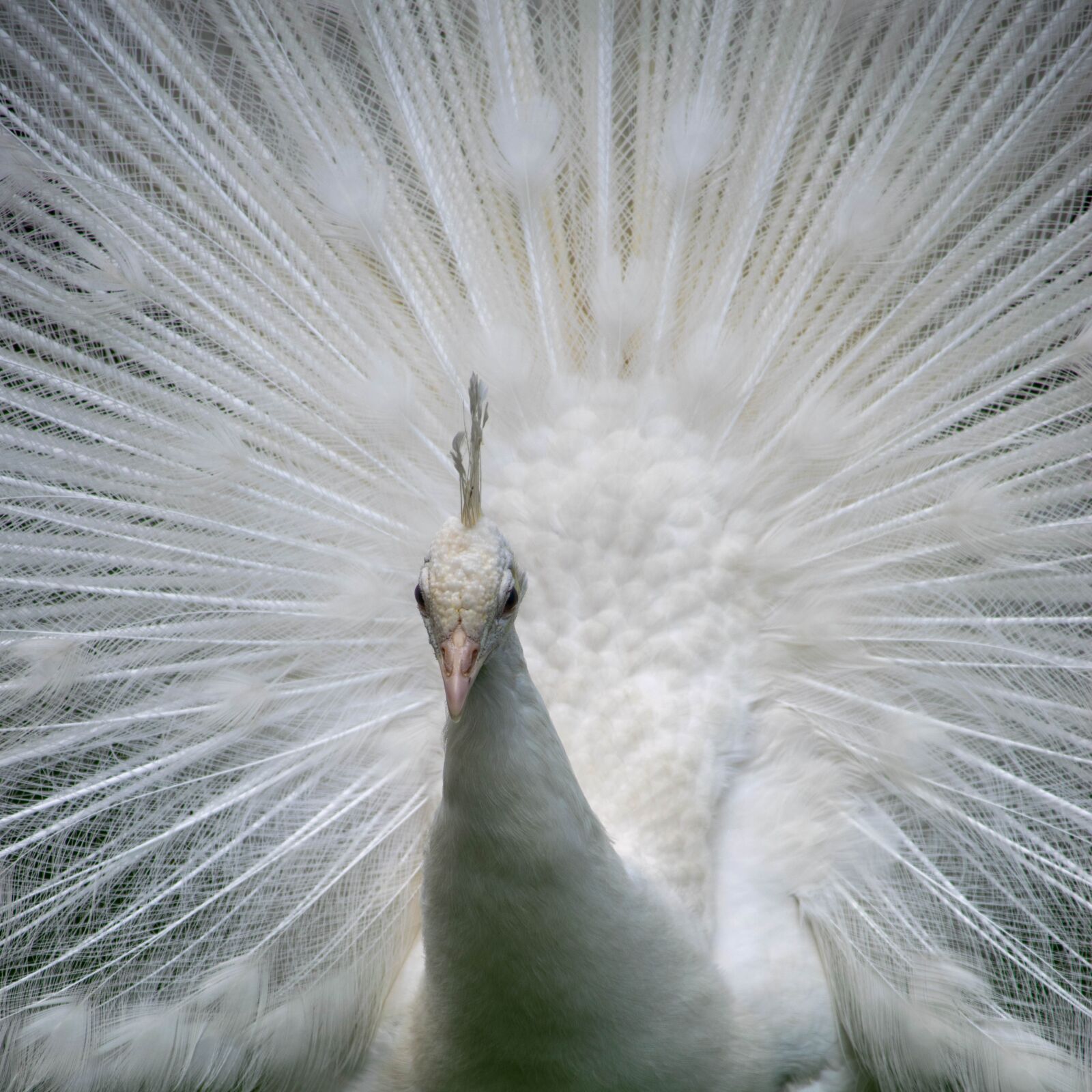 Tamron 18-200mm F3.5-6.3 Di II VC sample photo. Peacock, white, bird photography