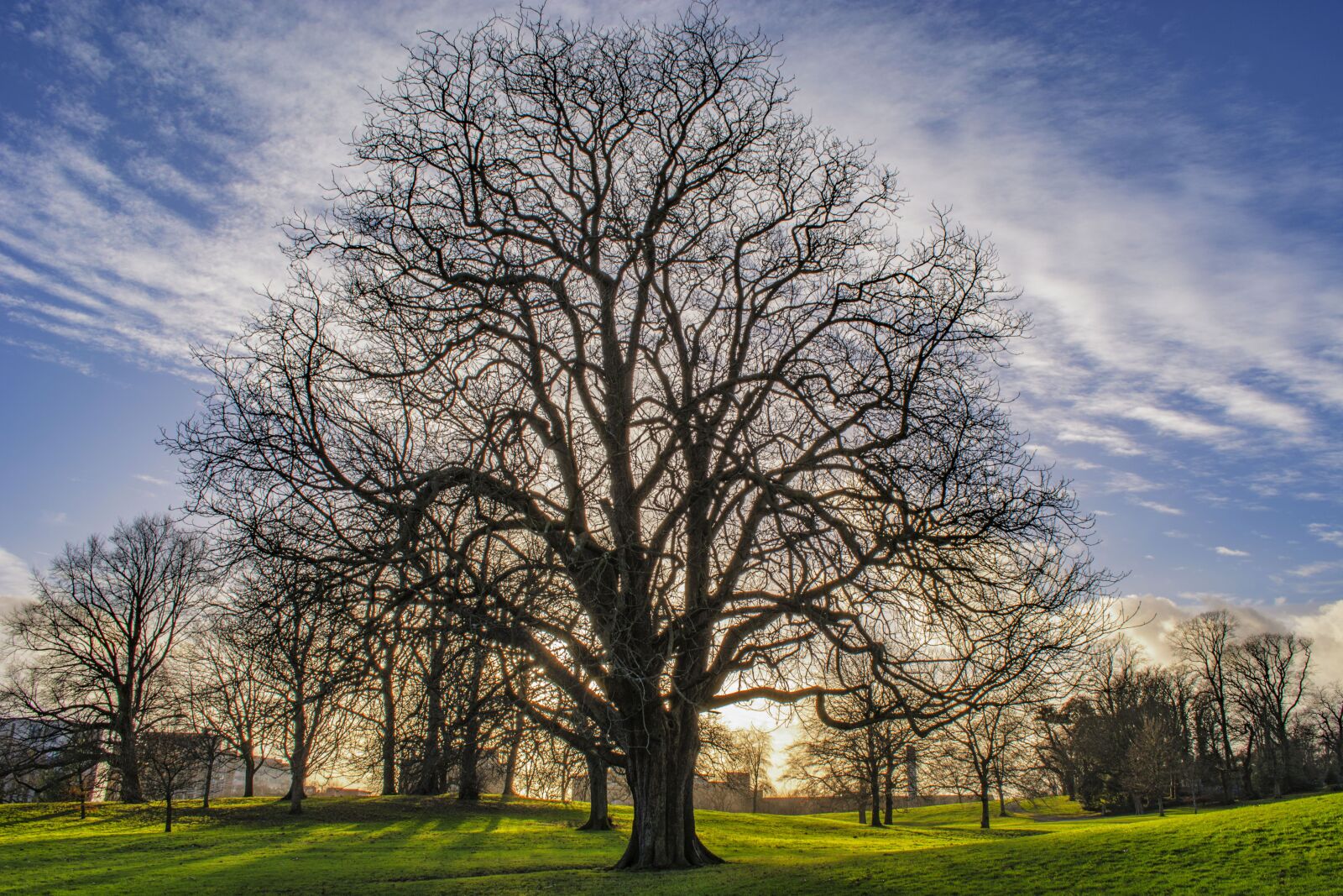 Nikon D5200 sample photo. Autumn, tree, clouds photography