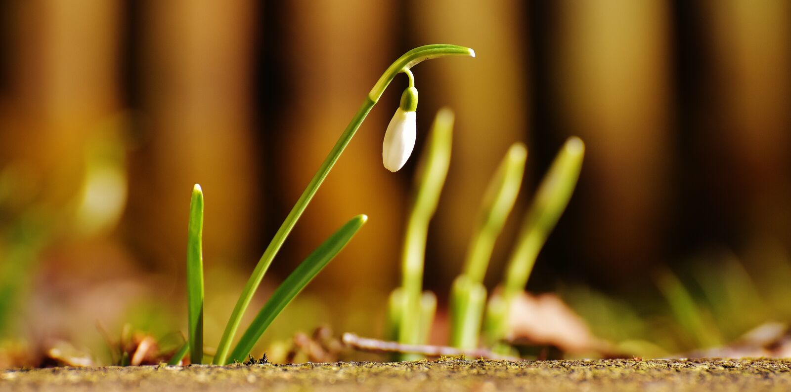 Nikon D7200 sample photo. Snowdrop, plant, flower photography
