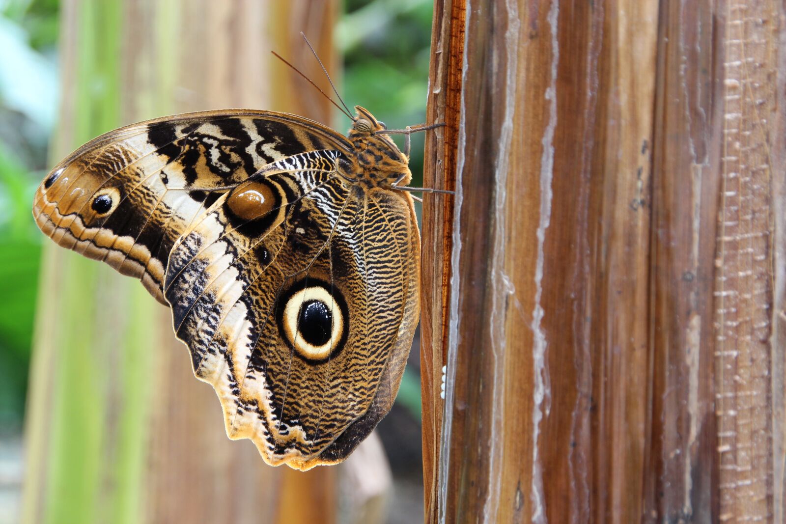 Canon EOS 600D (Rebel EOS T3i / EOS Kiss X5) sample photo. Owl butterfly, butterfly, insect photography