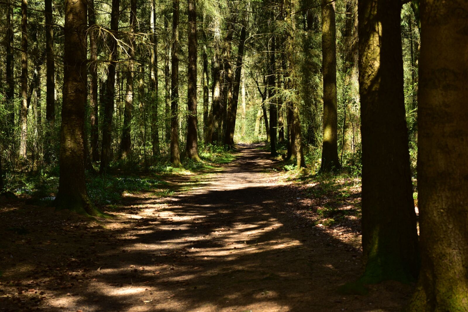 Nikon D750 sample photo. Forest, landscape, sun photography