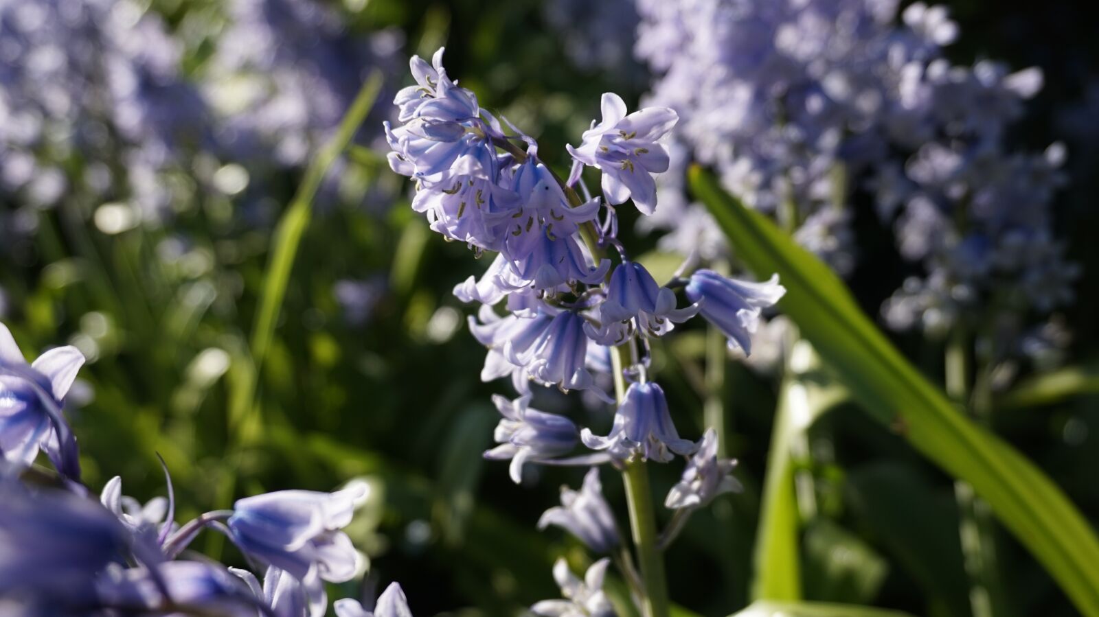 Sony E 16-50mm F3.5-5.6 PZ OSS sample photo. Spring, nature, plant photography