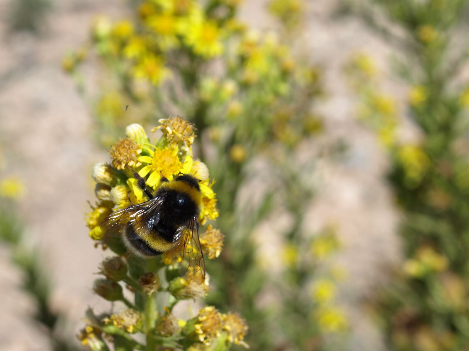 Olympus E-410 (EVOLT E-410) sample photo. Bumblebee, bombus terrestris, pollination photography