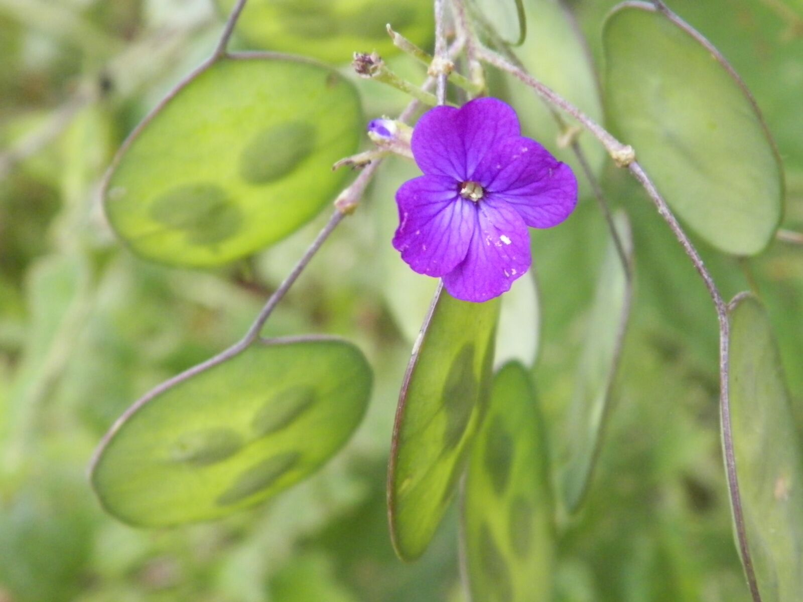 Kodak EASYSHARE Z5010 DIGITAL CAMERA sample photo. Purple flower, green leaf photography