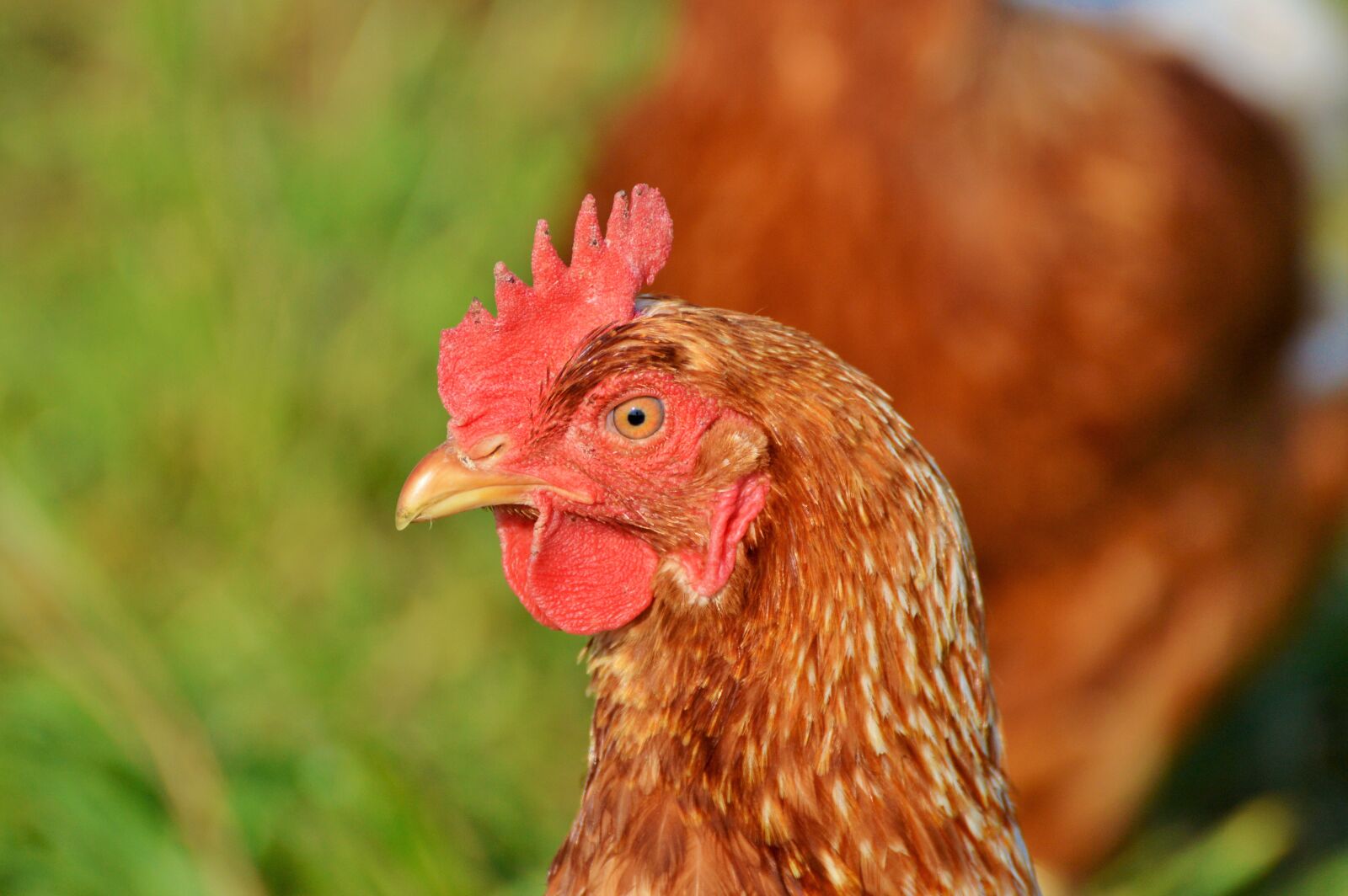 Nikon D3200 sample photo. Chicken, hen, poultry photography