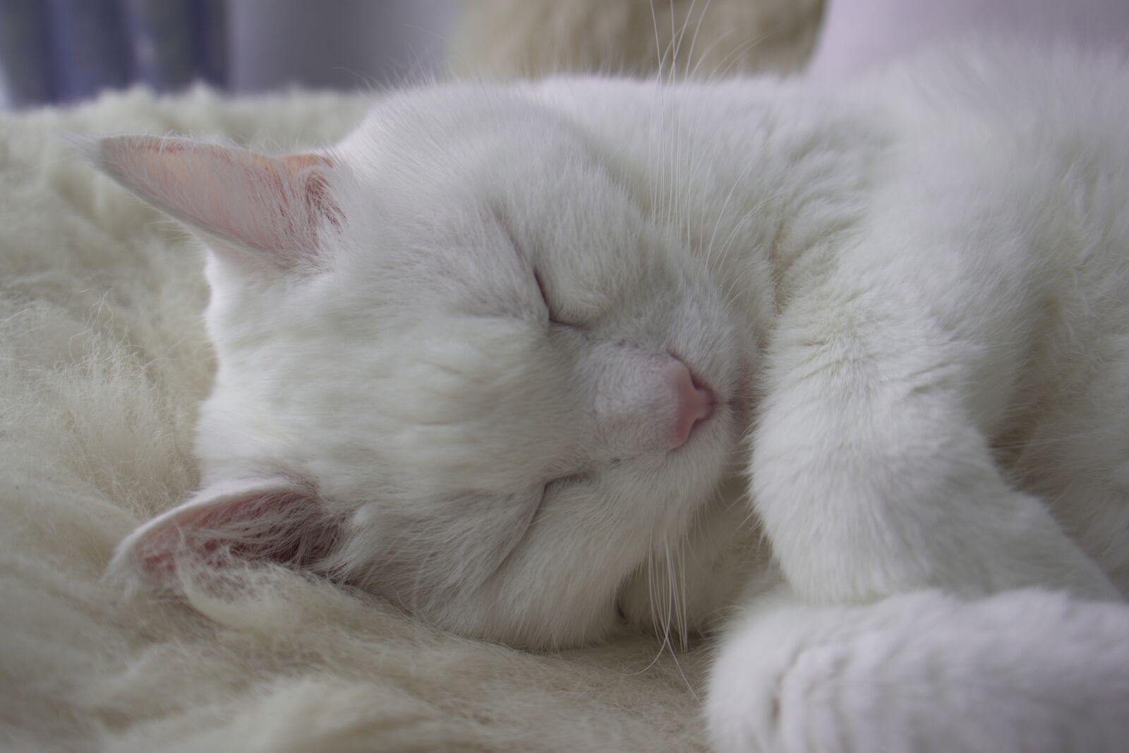 Samsung NX300 sample photo. Cat, white, pet photography