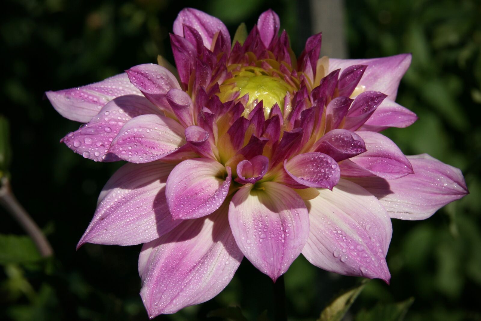 Canon EOS 400D (EOS Digital Rebel XTi / EOS Kiss Digital X) sample photo. Dahlia, blossom, bloom photography