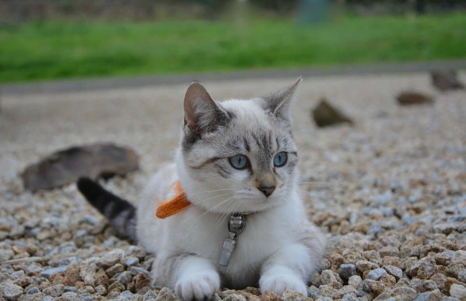 Nikon D5200 sample photo. Cat, kitten lying, blue photography