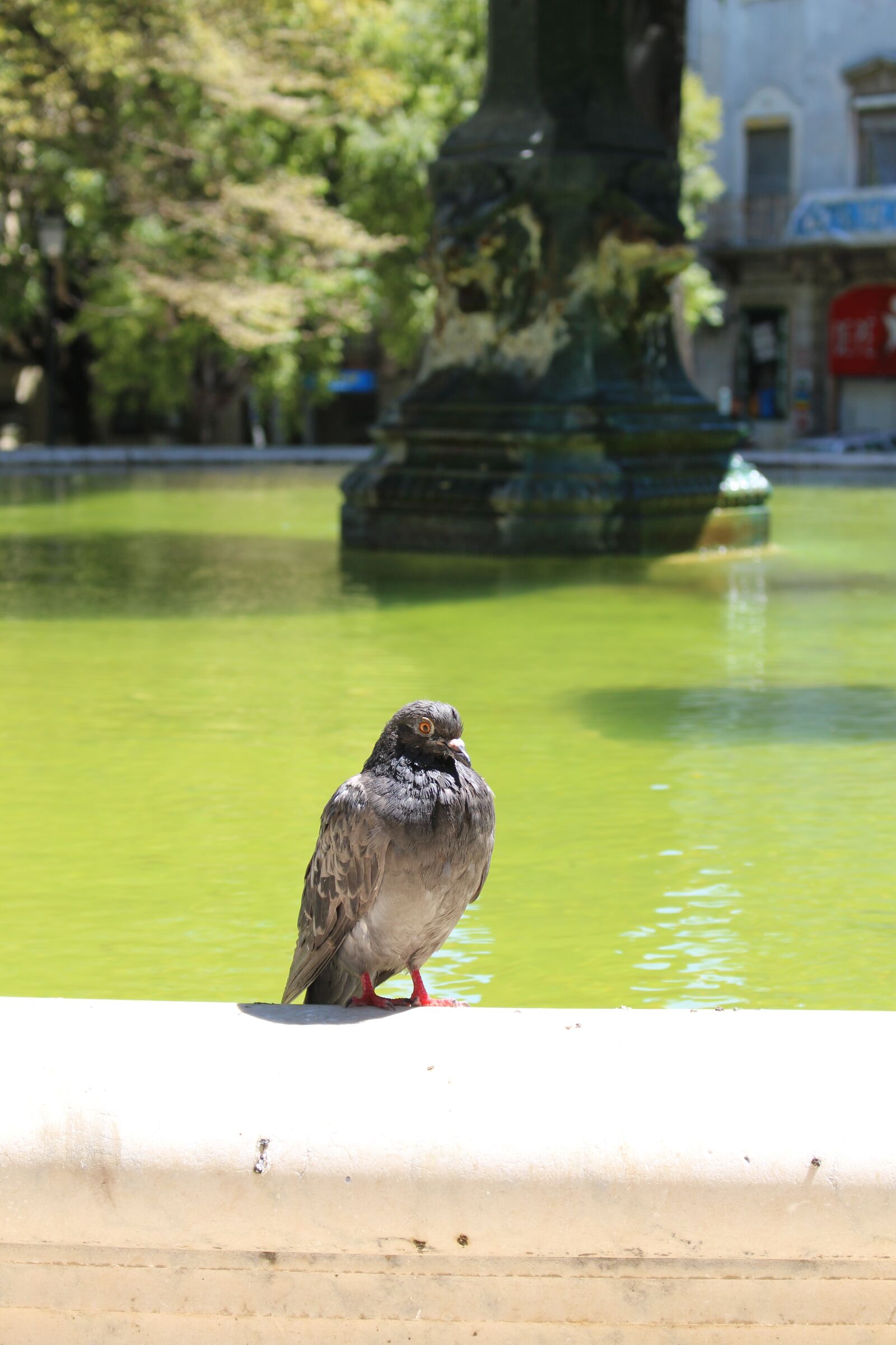 Canon EOS 700D (EOS Rebel T5i / EOS Kiss X7i) sample photo. Pigeon, bird, fountain photography