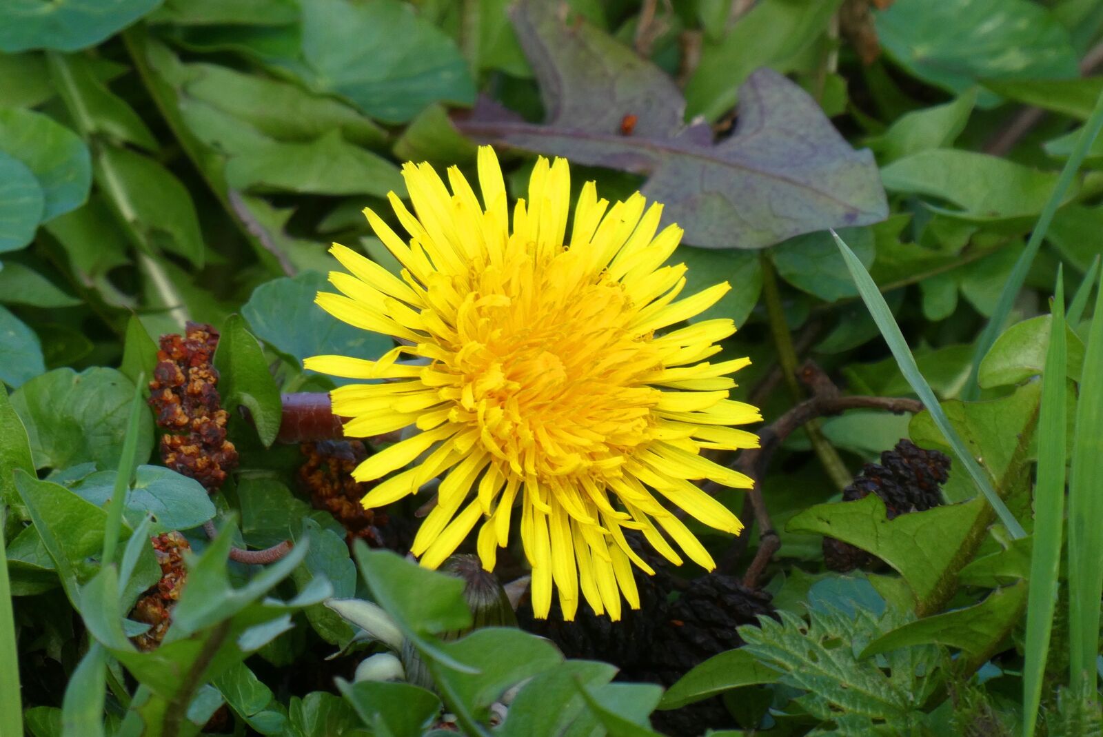 Panasonic Lumix DC-ZS70 (Lumix DC-TZ90) sample photo. Dandelion, berm, flower photography