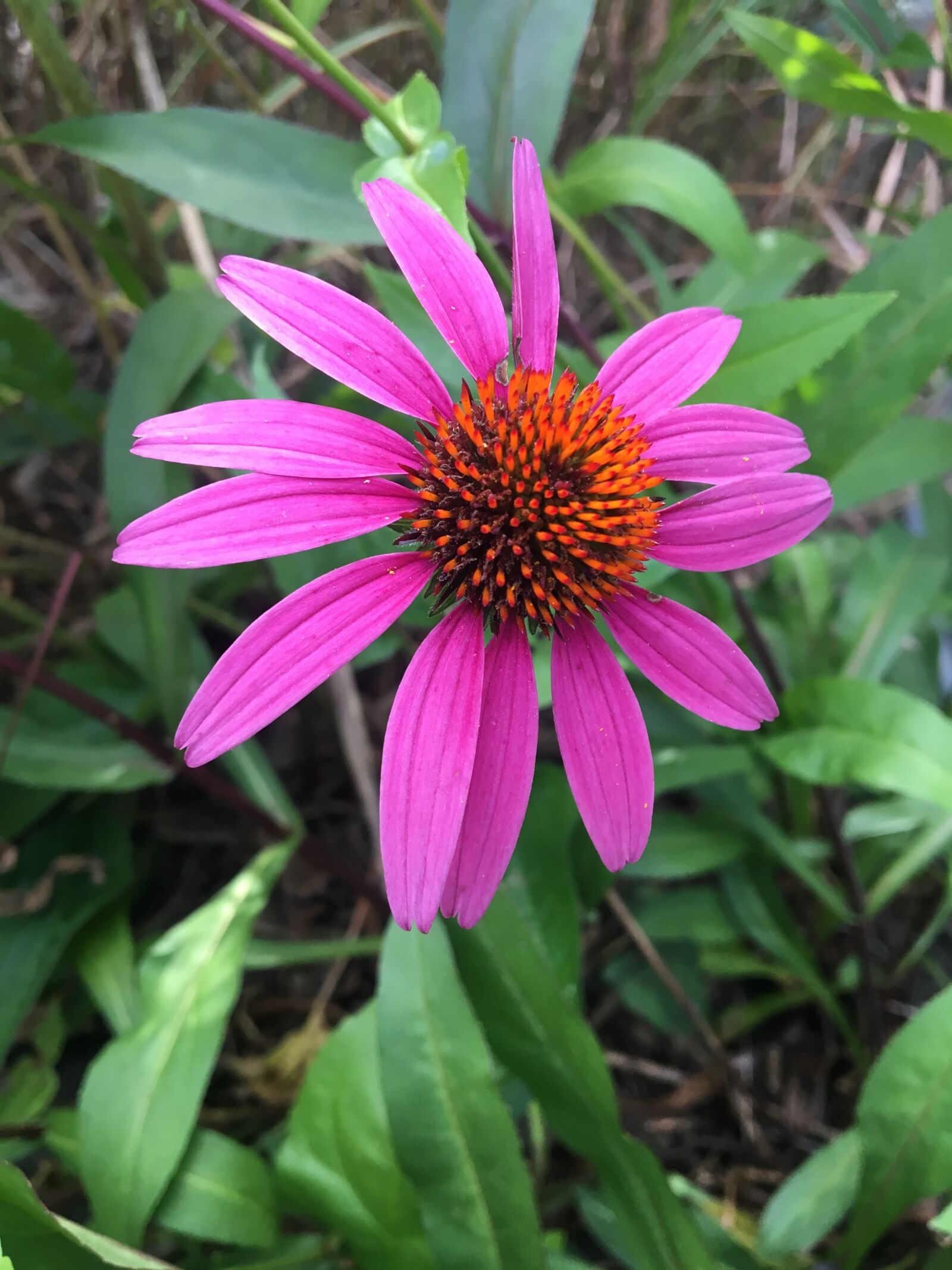 Apple iPhone 6s sample photo. Purple coneflower, summer, nature photography