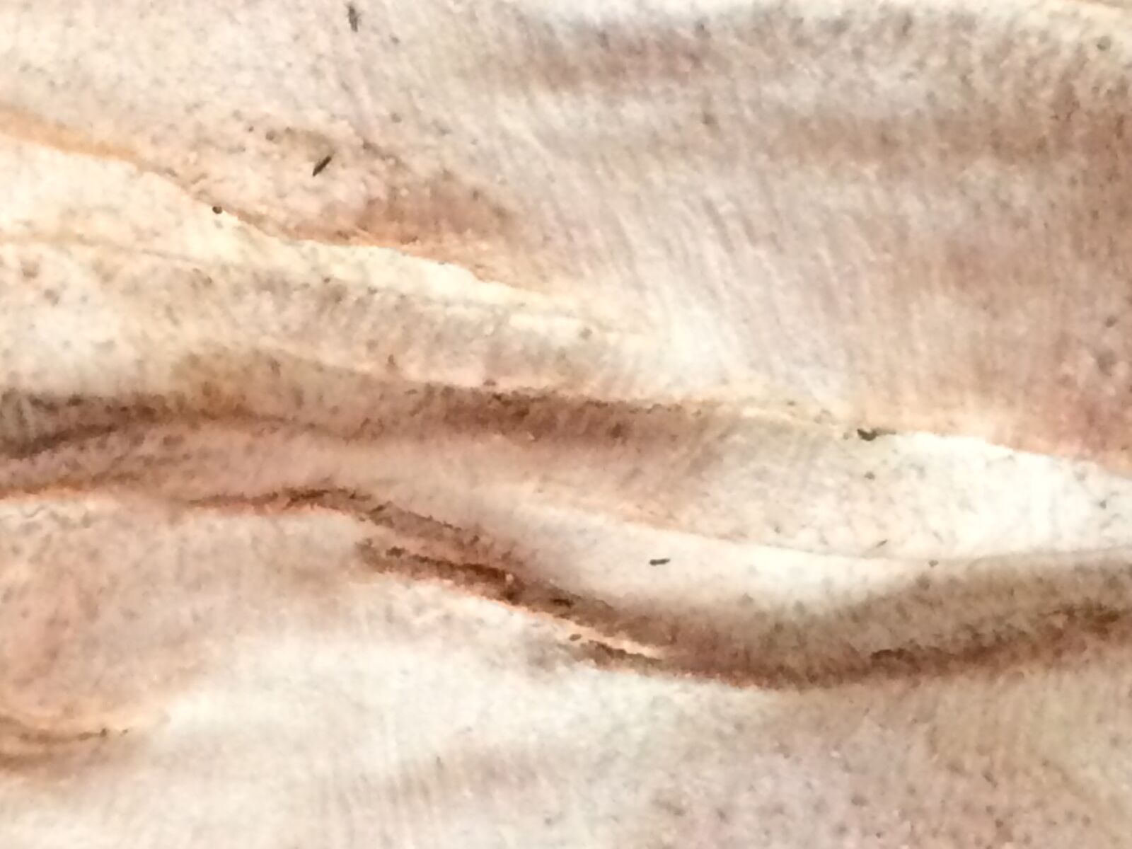 iPhone 5s back camera 4.15mm f/2.2 sample photo. Bark, skin, nature photography