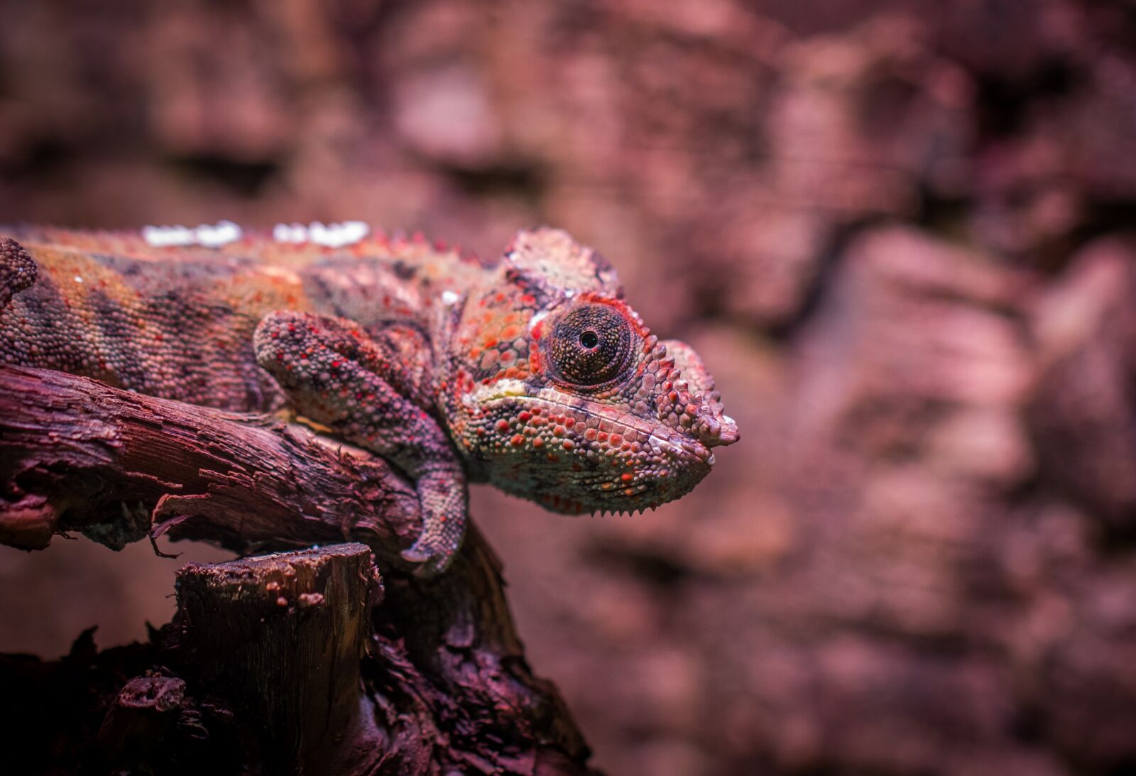 Sony a7R II + Canon EF 100mm F2.8L Macro IS USM sample photo. Chameleon, exotarium, nature photography